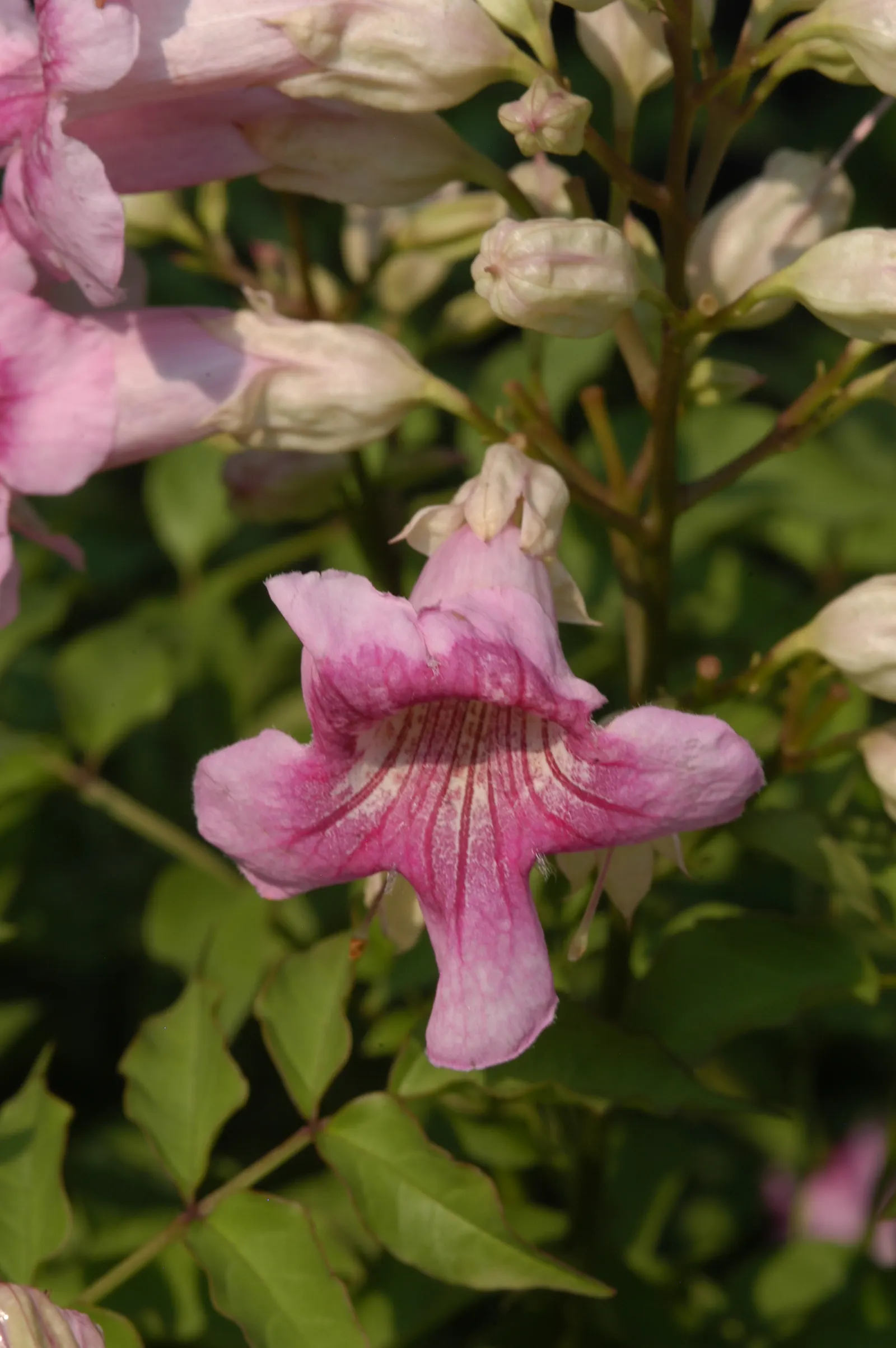 Pink Trumpet Vine (Podranea Ricasoliana) — Thriving in USDA zones 9‚Äì11, it prefers full sun and well-drained soil
