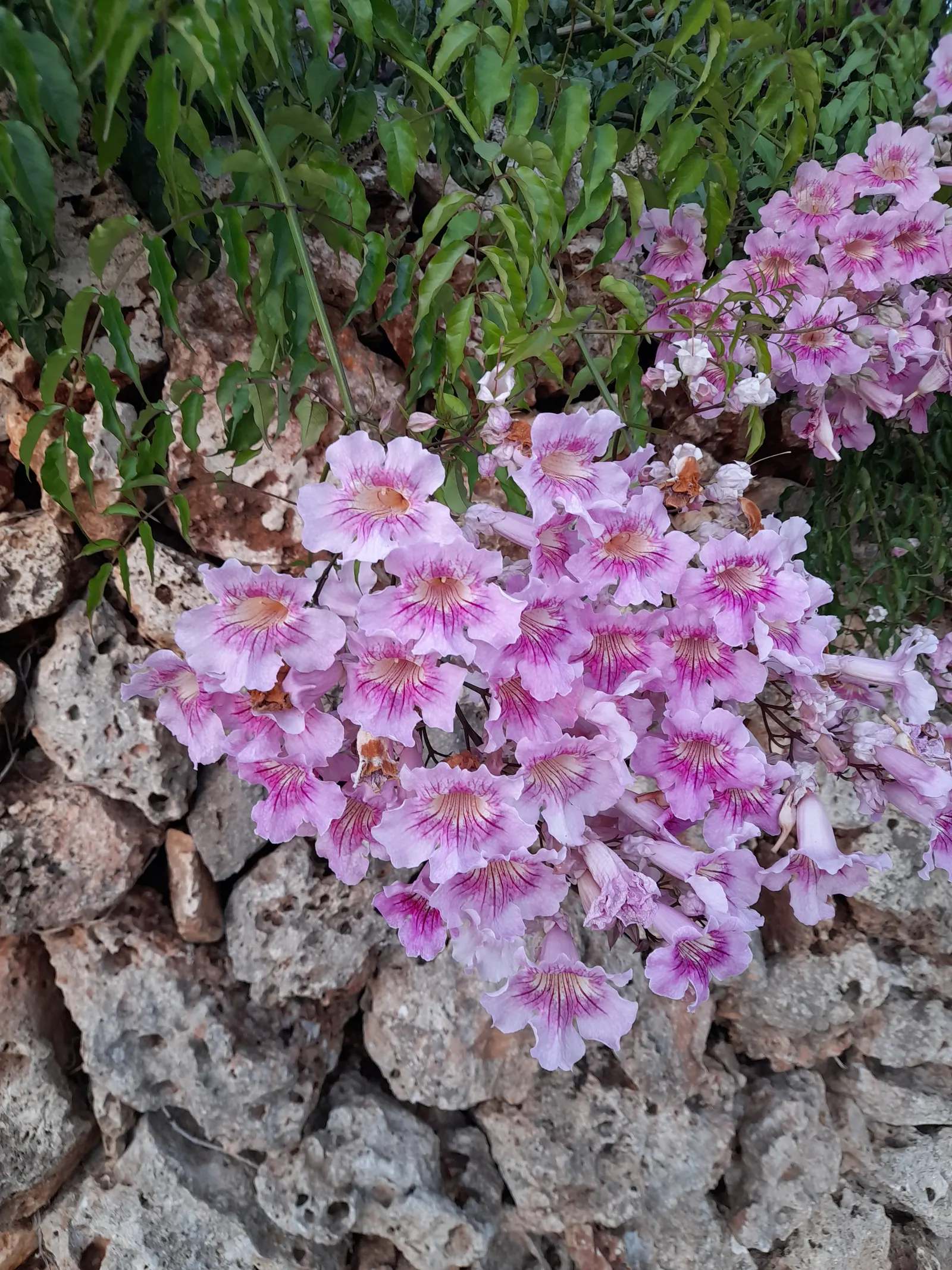 Pink Trumpet Vine (Podranea Ricasoliana) — The plant will thrive in well-draining soils and can tolerate a range of soil types; or as a backdrop to, image 77