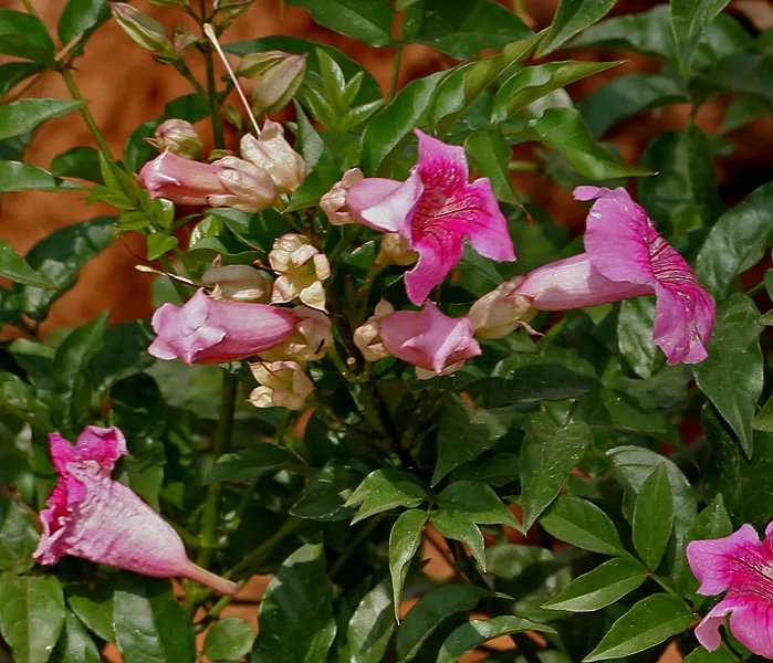 Pink Trumpet Vine (Podranea Ricasoliana) — vine for full or half