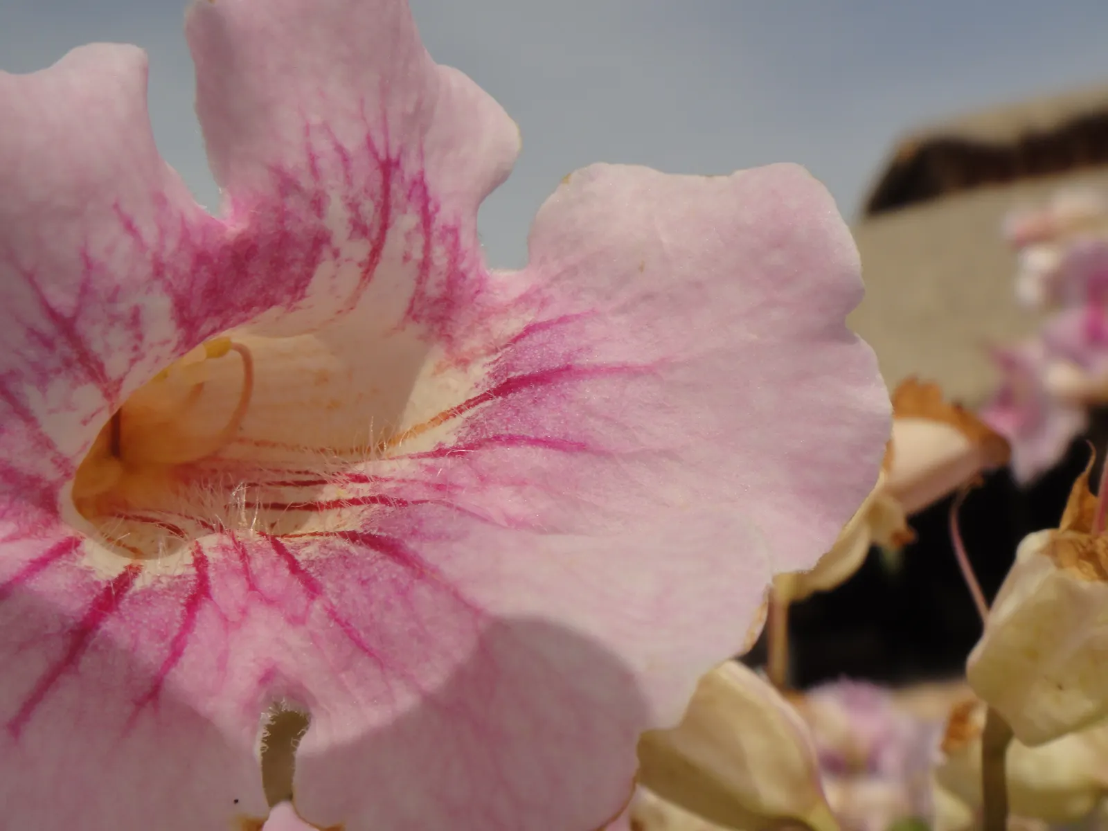 Pink Trumpet Vine (Podranea Ricasoliana) — making it an ideal choice to cover walls; when designing with Podranea ricasoliana