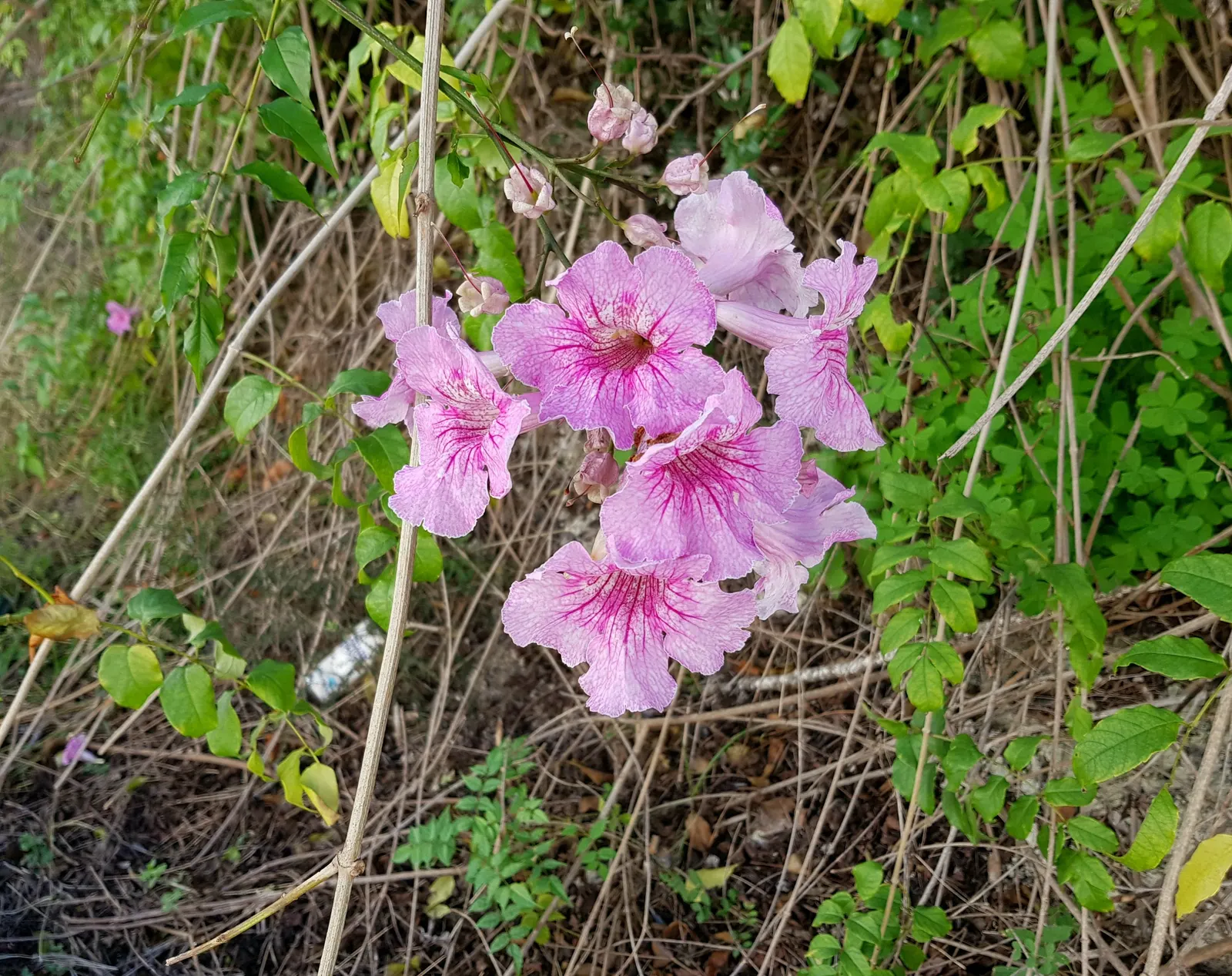 Pink Trumpet Vine (Podranea Ricasoliana) — commonly known as Pink Trumpet Vine; thriving in USDA zones 9‚Äì11, it prefers full sun and well-drained soil