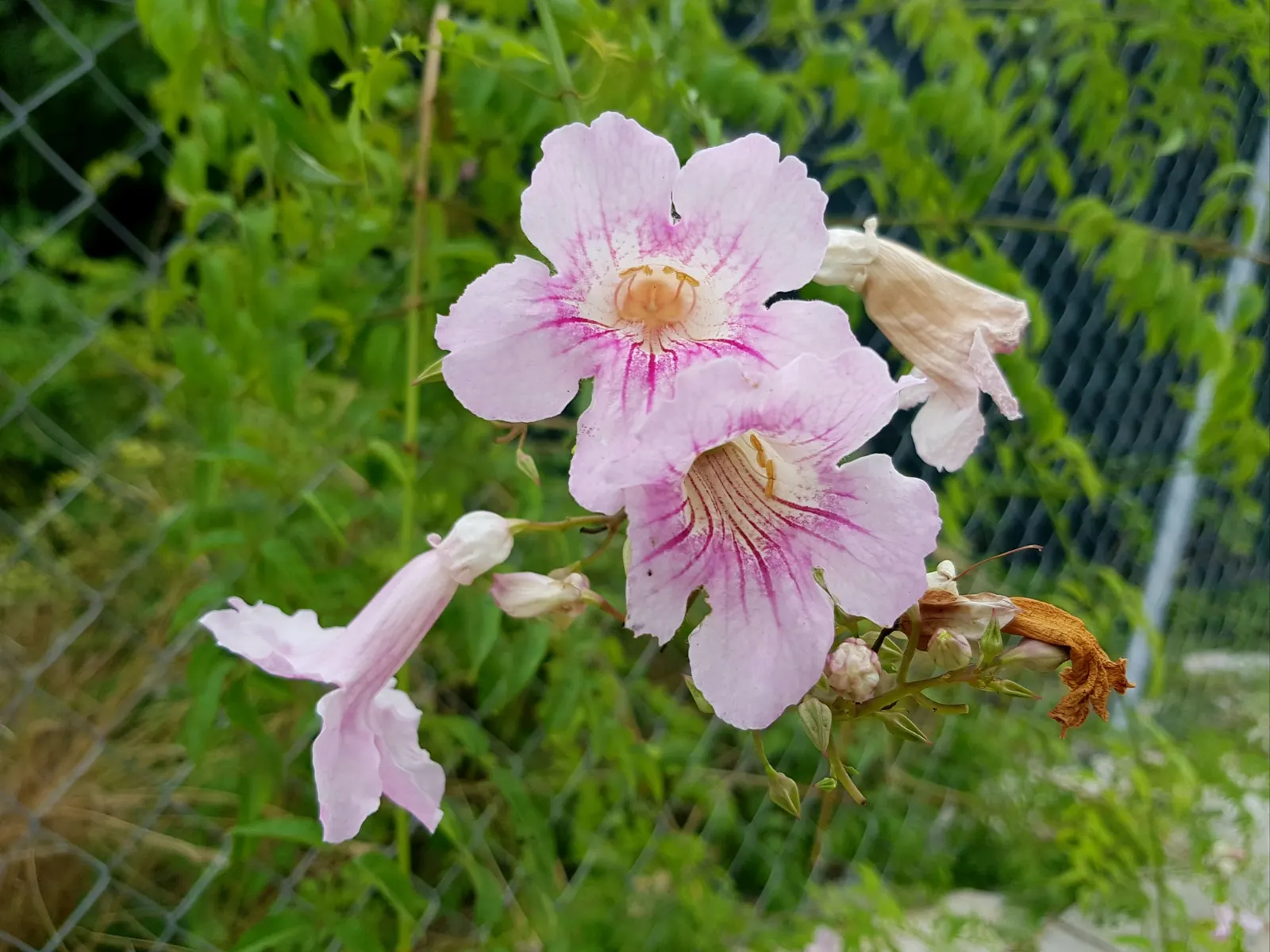 Pink Trumpet Vine (Podranea Ricasoliana) — adding vertical interest and vibrant color to the landscape design