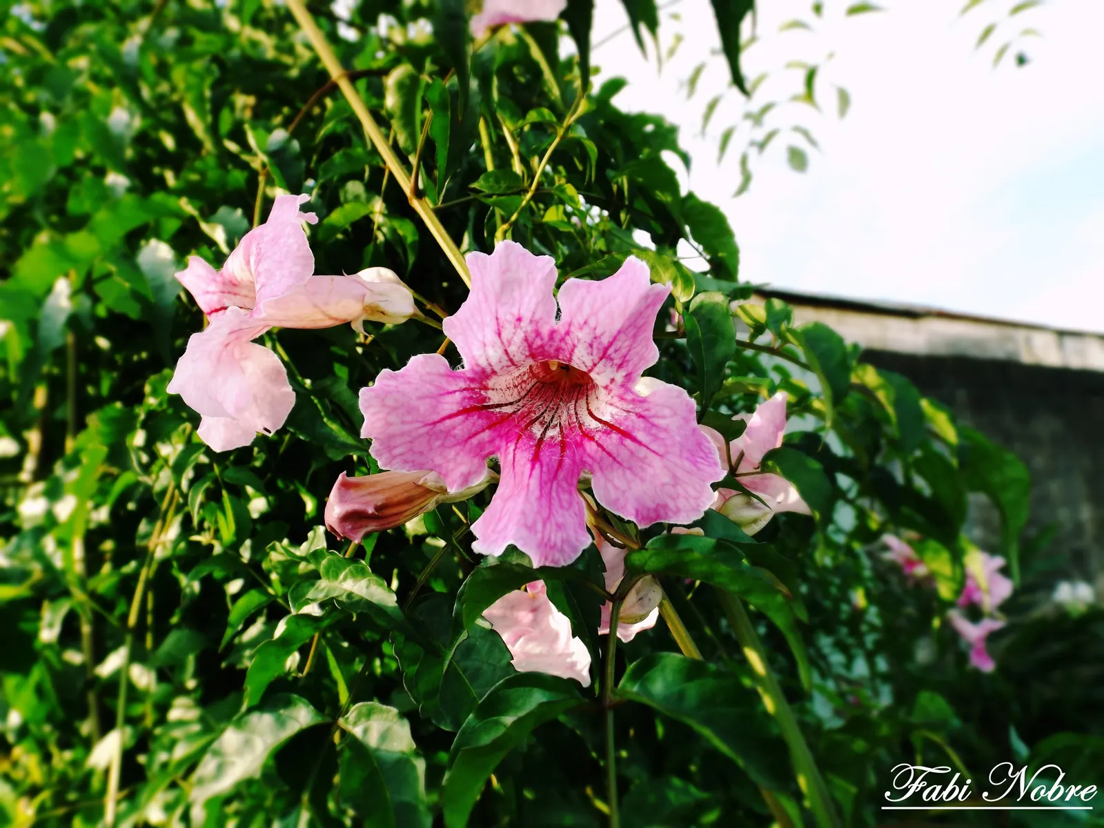 Pink Trumpet Vine (Podranea Ricasoliana) — boasting a delicate pink hue with deeper pink throats