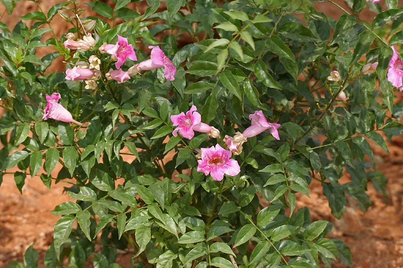 Pink Trumpet Vine (Podranea Ricasoliana) — It boasts glossy green leaves and profuse, trumpet-shaped, pink flowers that flourish in clusters