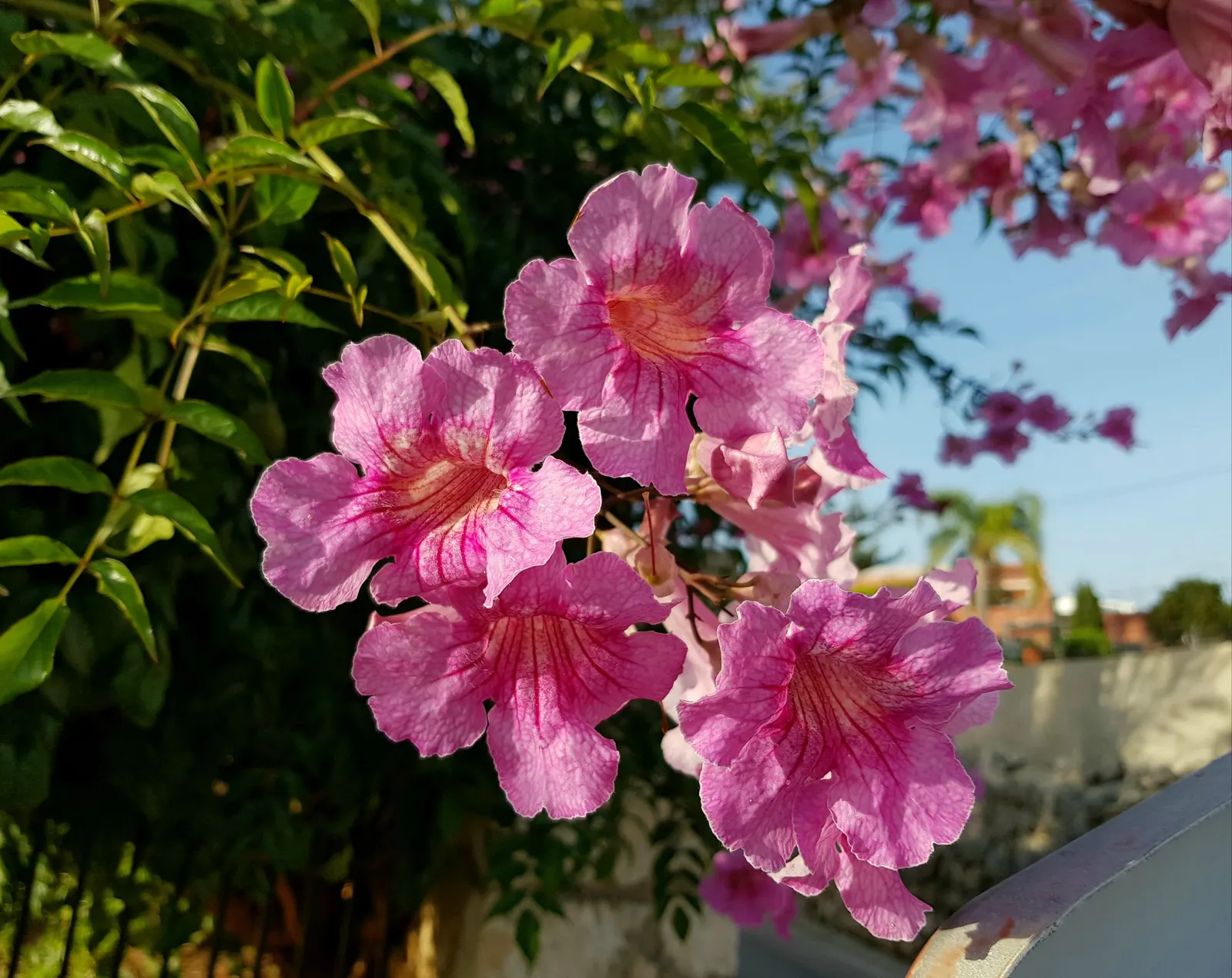 Pink Trumpet Vine (Podranea Ricasoliana) — The plant will thrive in well-draining soils and can tolerate a range of soil types