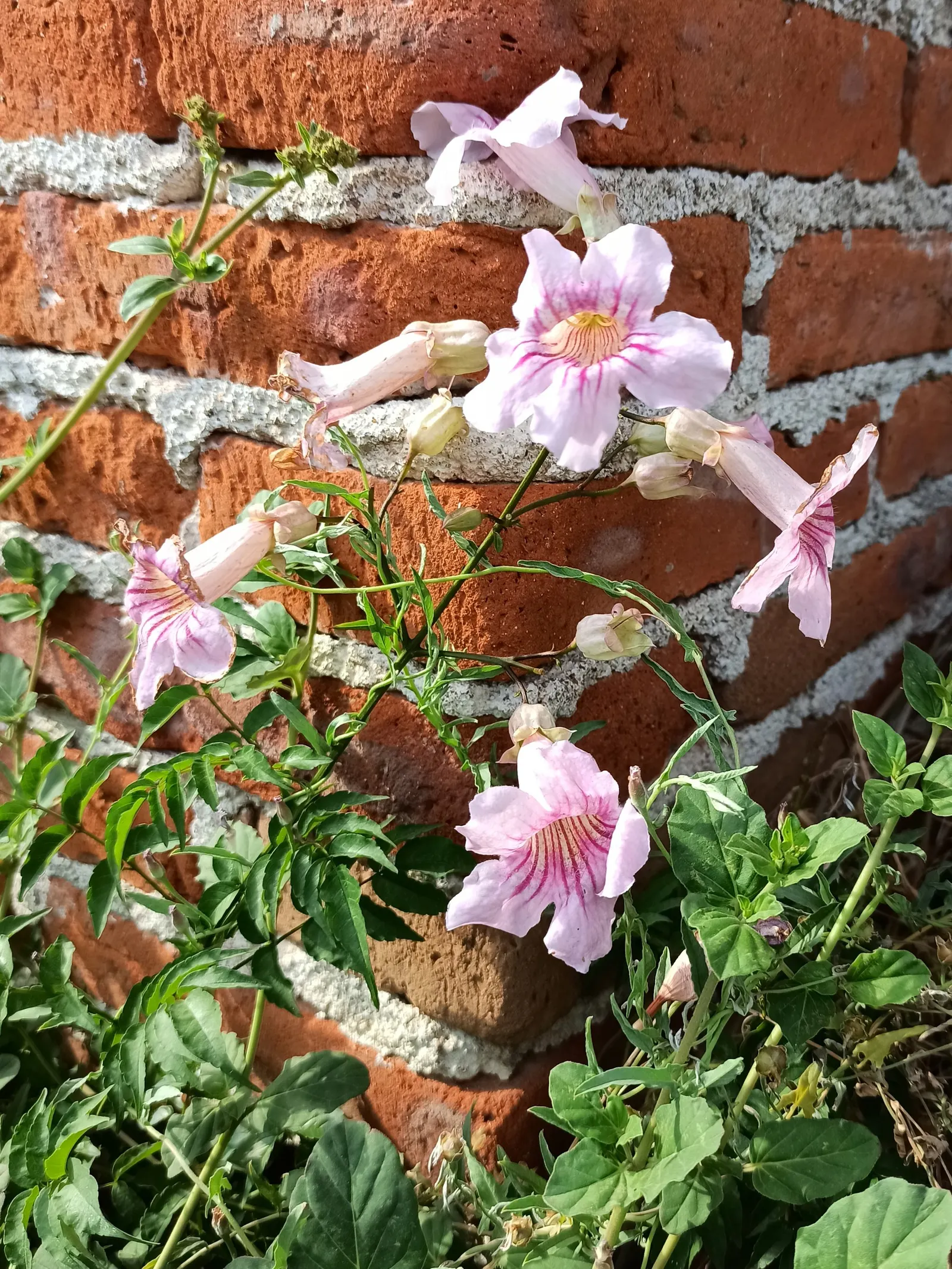 Pink Trumpet Vine (Podranea Ricasoliana) — the Pink Trumpet Vine requires a location that provides full sun exposure for at least 6 to 8 hours per day
