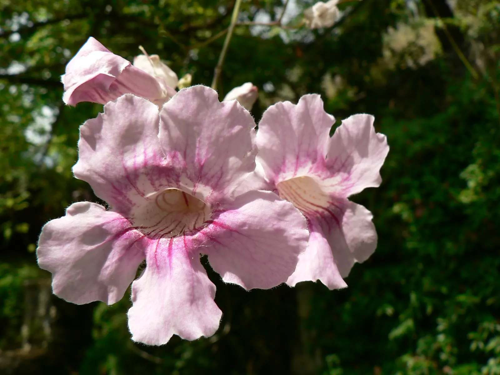 Pink Trumpet Vine (Podranea Ricasoliana) — Moderate watering is necessary, making it a relatively low-maintenance choice once established; distinguished by its