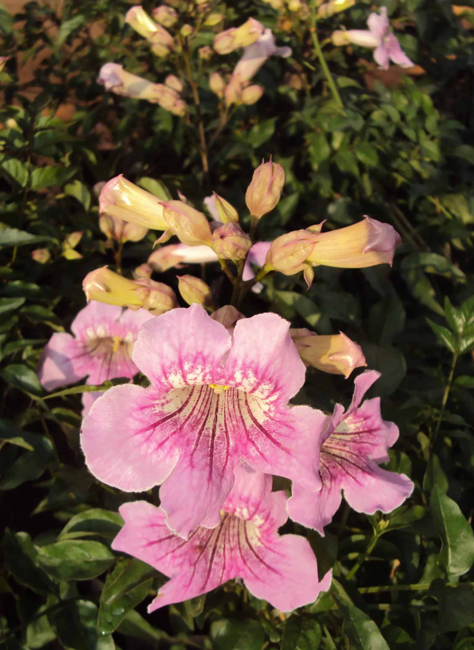 Pink Trumpet Vine (Podranea Ricasoliana) — ensuring a neat appearance while encouraging healthy blooming; and provide ample space for the vine to spread