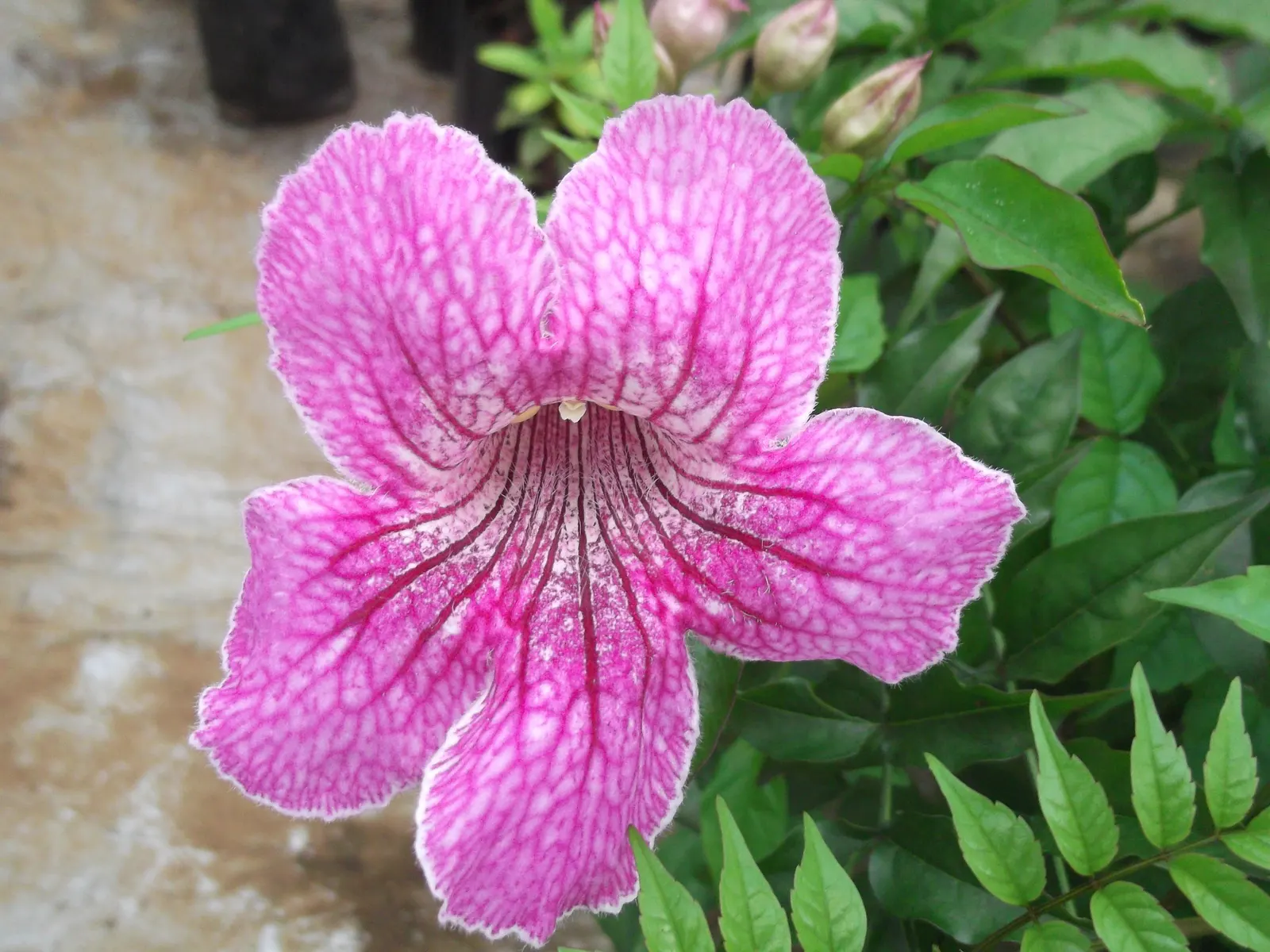 Pink Trumpet Vine (Podranea Ricasoliana) — Its nectar-rich blossoms attract pollinators like hummingbirds and butterflies; regular pruning maintains its size