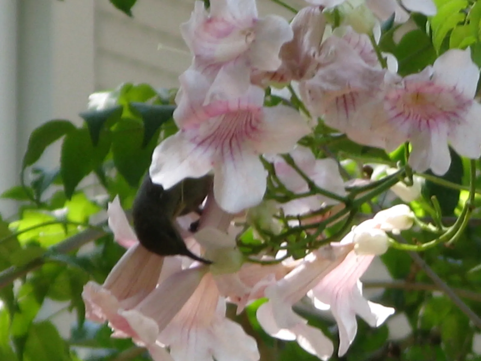 Pink Trumpet Vine (Podranea Ricasoliana) — vine with pink blooms; the Pink Trumpet Vine requires some form of support structure such as trellises