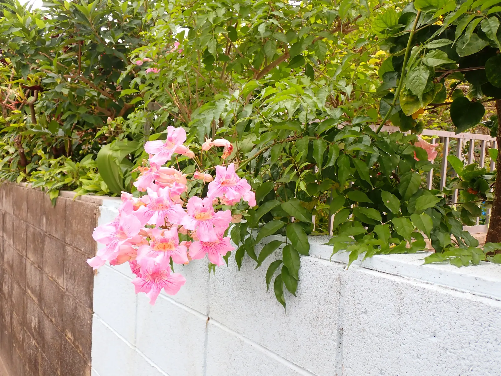 Pink Trumpet Vine (Podranea Ricasoliana) — is a fast-growing perennial climber with woody stems reaching up to 30 feet; trumpet-shaped blossoms command