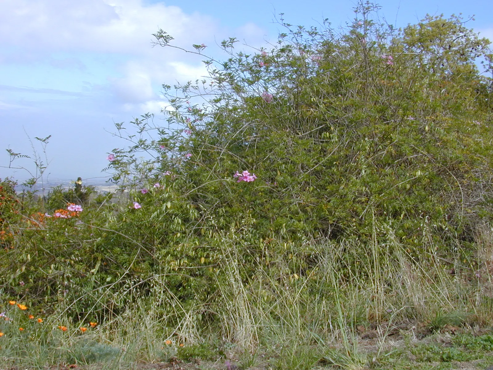 Pink Trumpet Vine (Podranea Ricasoliana) — vine with pink blooms
