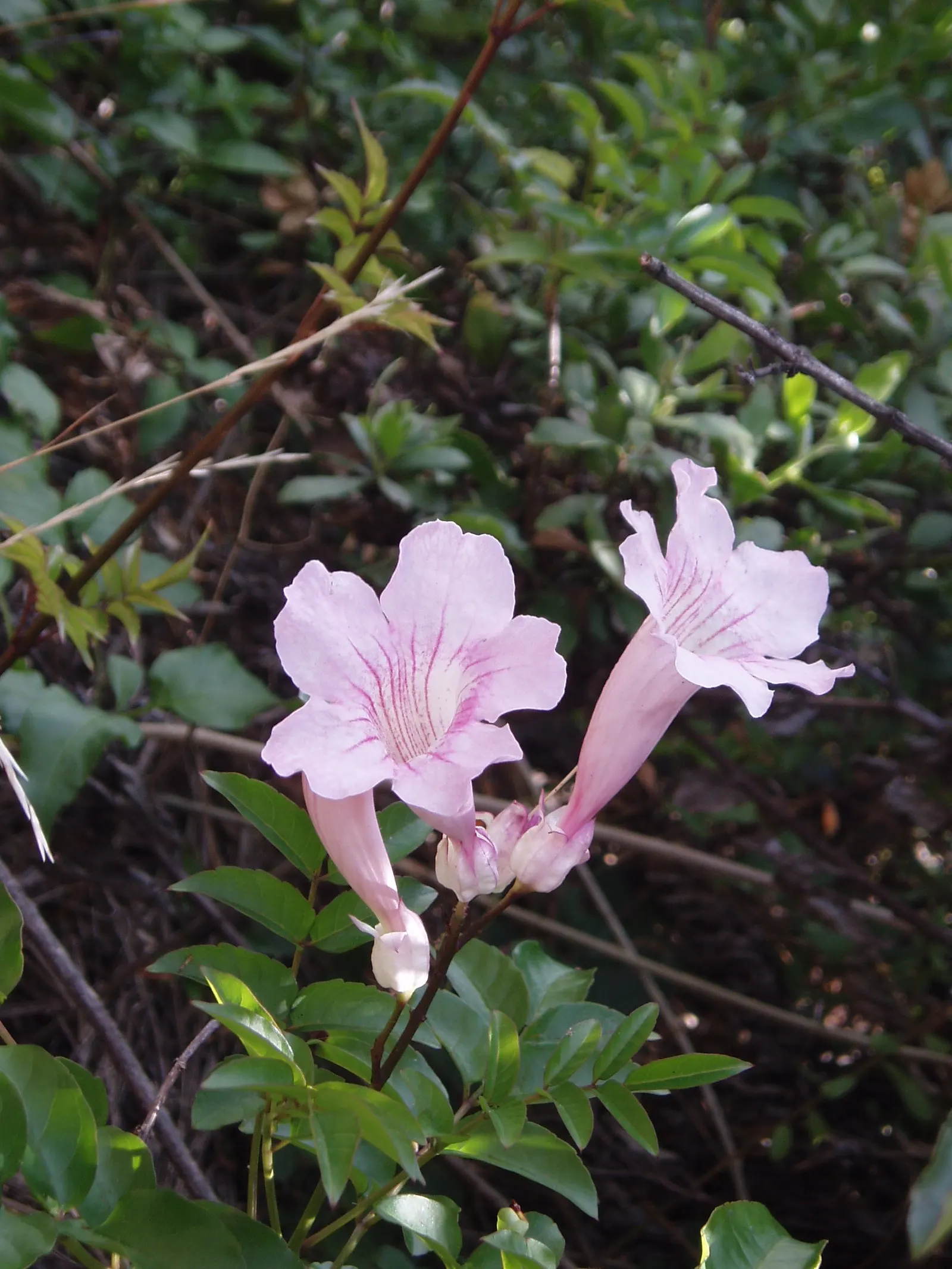 Pink Trumpet Vine (Podranea Ricasoliana) — pink flowers in the garden