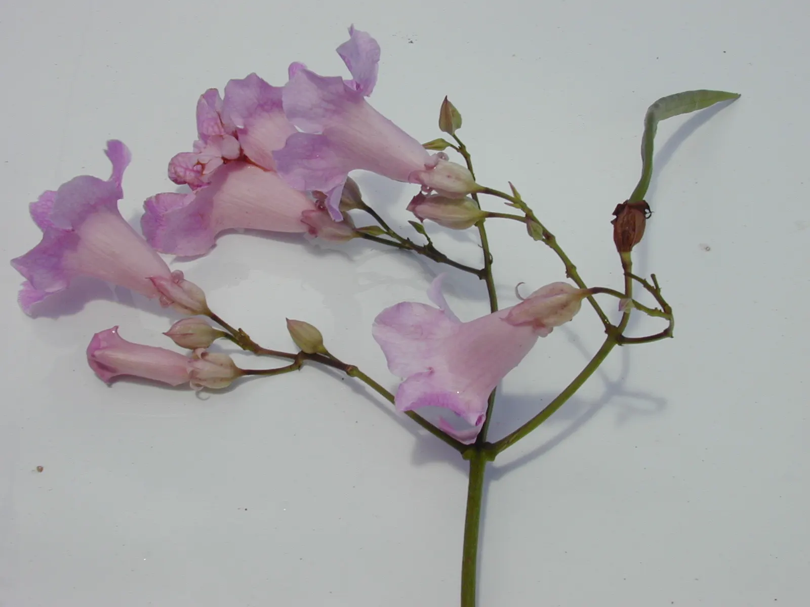Pink Trumpet Vine (Podranea Ricasoliana) — Thriving in USDA zones 9‚Äì11, it prefers full sun and well-drained soil; making it an ideal choice to, image 64