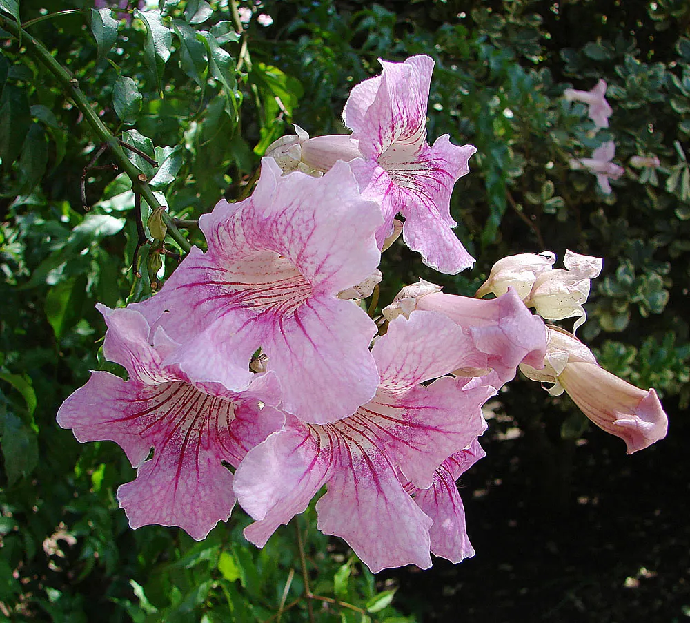Pink Trumpet Vine (Podranea Ricasoliana) — anticipate seasonal pruning; fast-growing climber well-suited for a sunny landscape with ample vertical space
