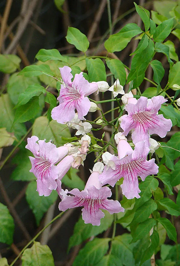 Pink Trumpet Vine (Podranea Ricasoliana) — Its nectar-rich blossoms attract pollinators like hummingbirds and butterflies; regular pruning, image 74