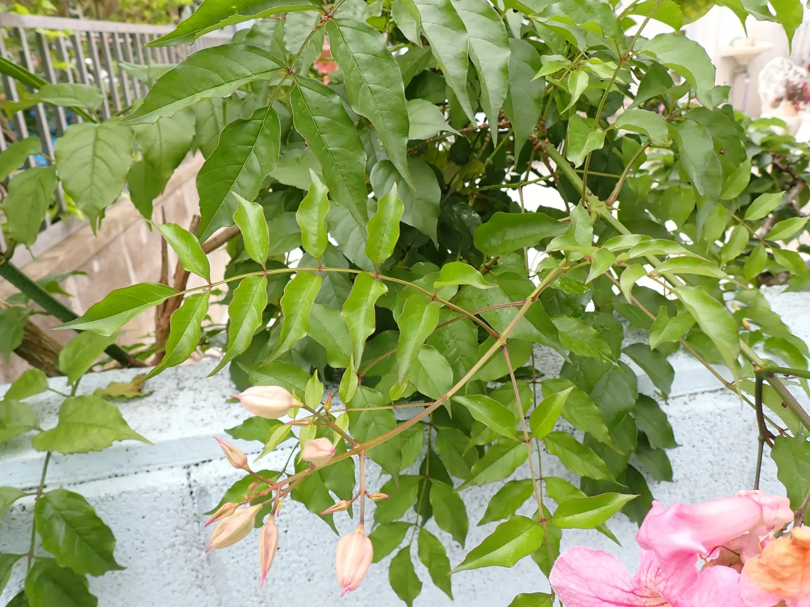 Pink Trumpet Vine (Podranea Ricasoliana) — promoting denser foliage and blooms ideally suited for trellises and fences