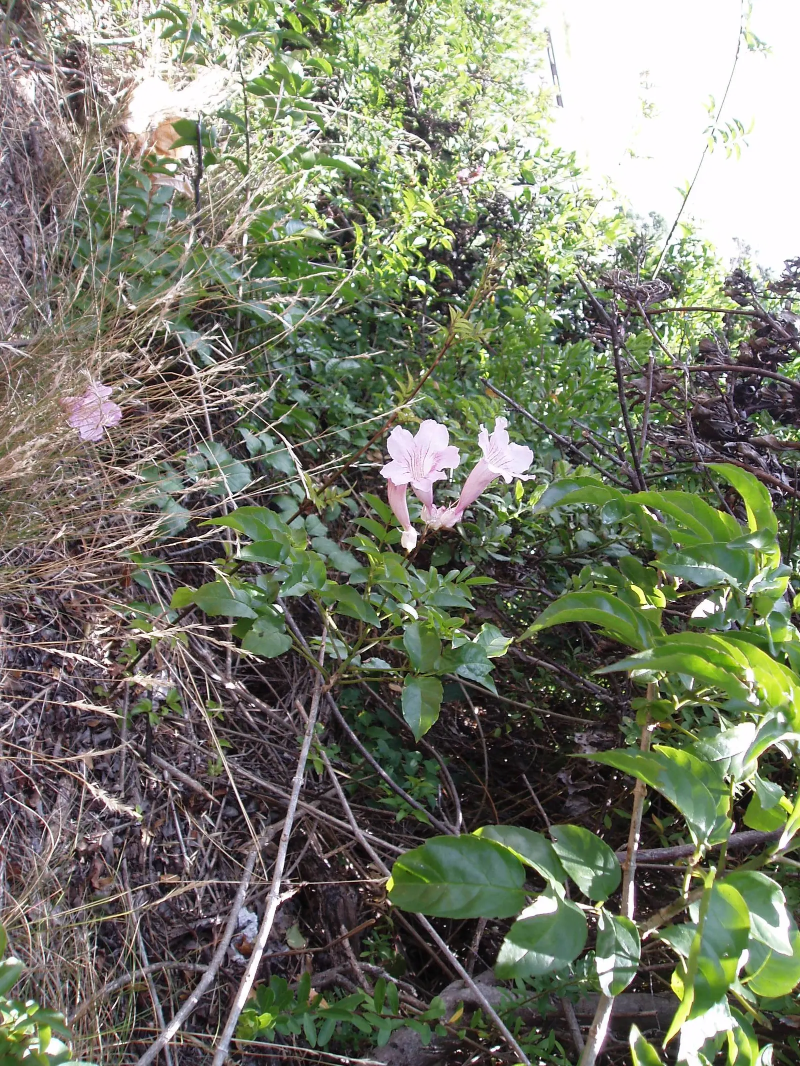 Pink Trumpet Vine (Podranea Ricasoliana) — Its nectar-rich blossoms attract pollinators like hummingbirds and butterflies
