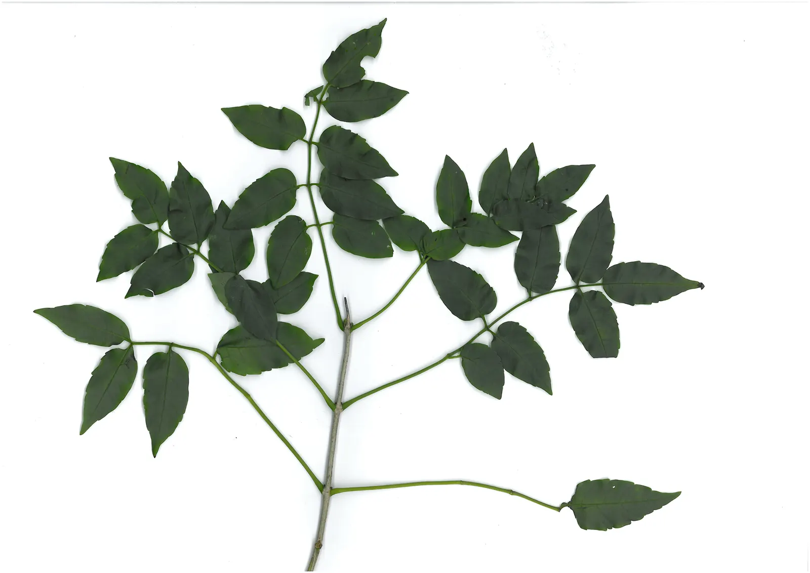 Pink Trumpet Vine (Podranea Ricasoliana) — Distinguished by its glossy green foliage; scientifically known as Podranea ricasoliana, image 70