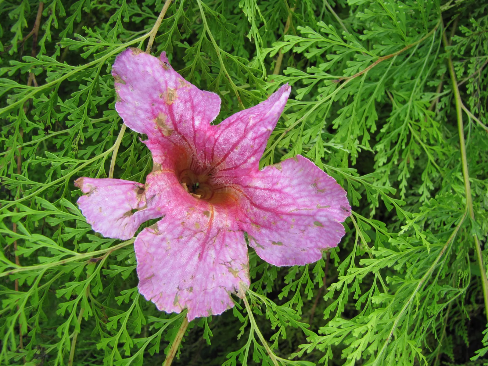 Pink Trumpet Vine (Podranea Ricasoliana) — and provide ample space for the vine to spread; adding a lively presence to the garden.<br><br>For optimum growth