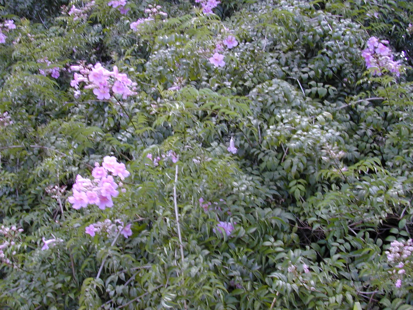 Pink Trumpet Vine (Podranea Ricasoliana) — Thriving in USDA zones 9‚Äì11, it prefers full sun and well-drained soil; making it an ideal choice to cover walls