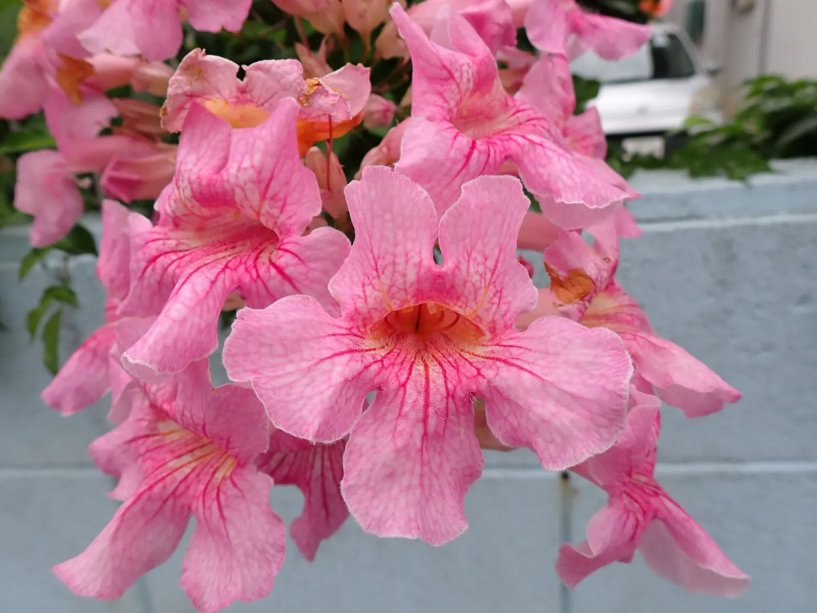 Pink Trumpet Vine (Podranea Ricasoliana) — The plant will thrive in well-draining soils and can tolerate a range of soil types; or as a backdrop to a mixed