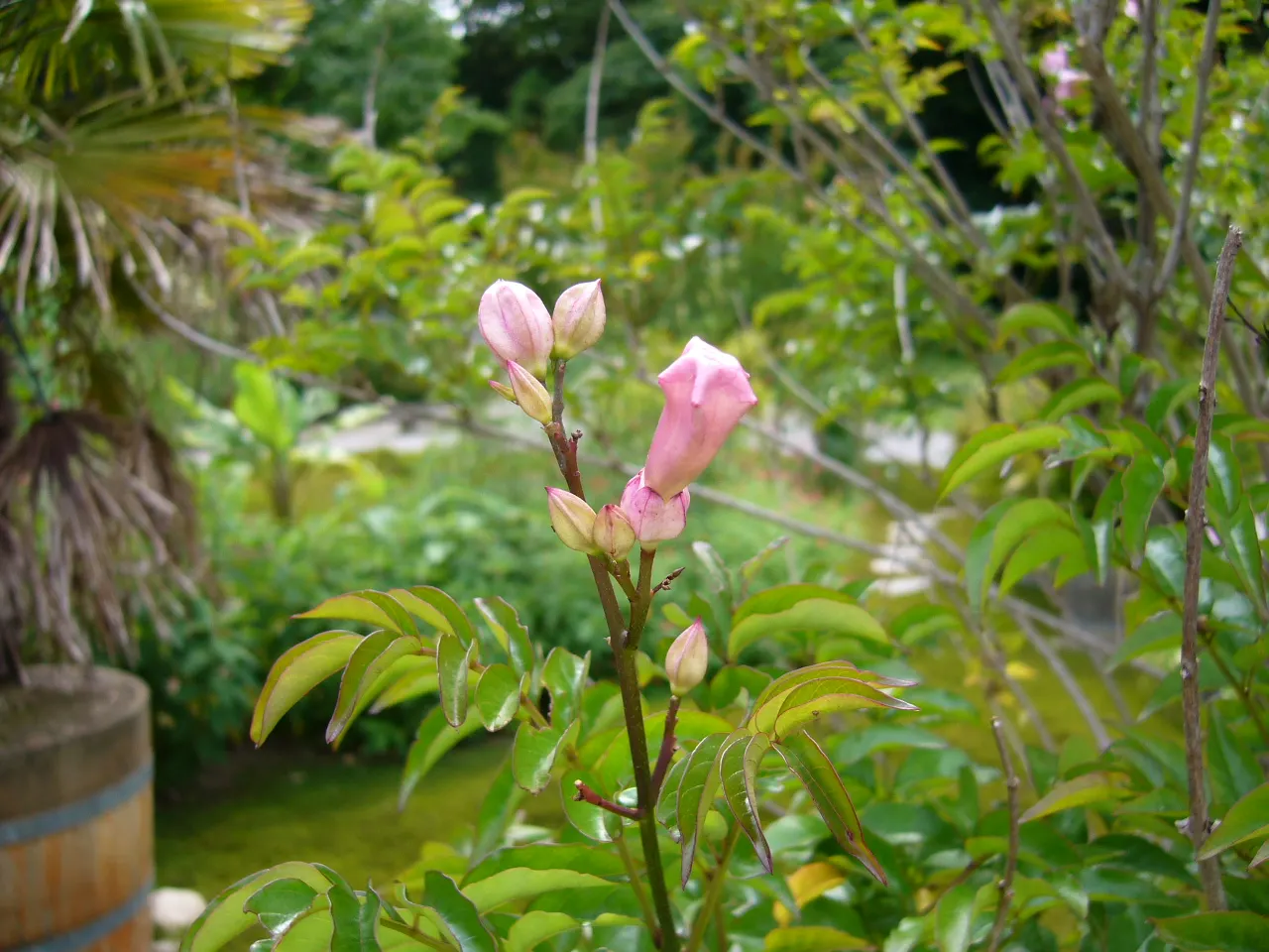 Pink Trumpet Vine (Podranea Ricasoliana) — this perennial plant is a member of the Bignoniaceae family and thrives in USDA zones 9 through 11; vine, image 69