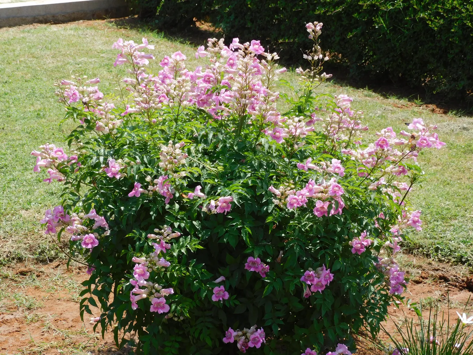 Pink Trumpet Vine (Podranea Ricasoliana) — scientifically known as Podranea ricasoliana; the Pink Trumpet Vine requires a location that provides full sun