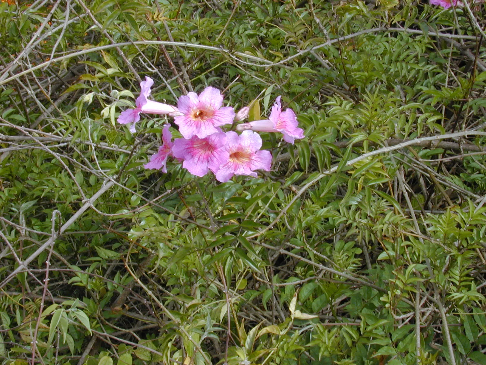 Pink Trumpet Vine (Podranea Ricasoliana) — commonly known as Pink Trumpet Vine