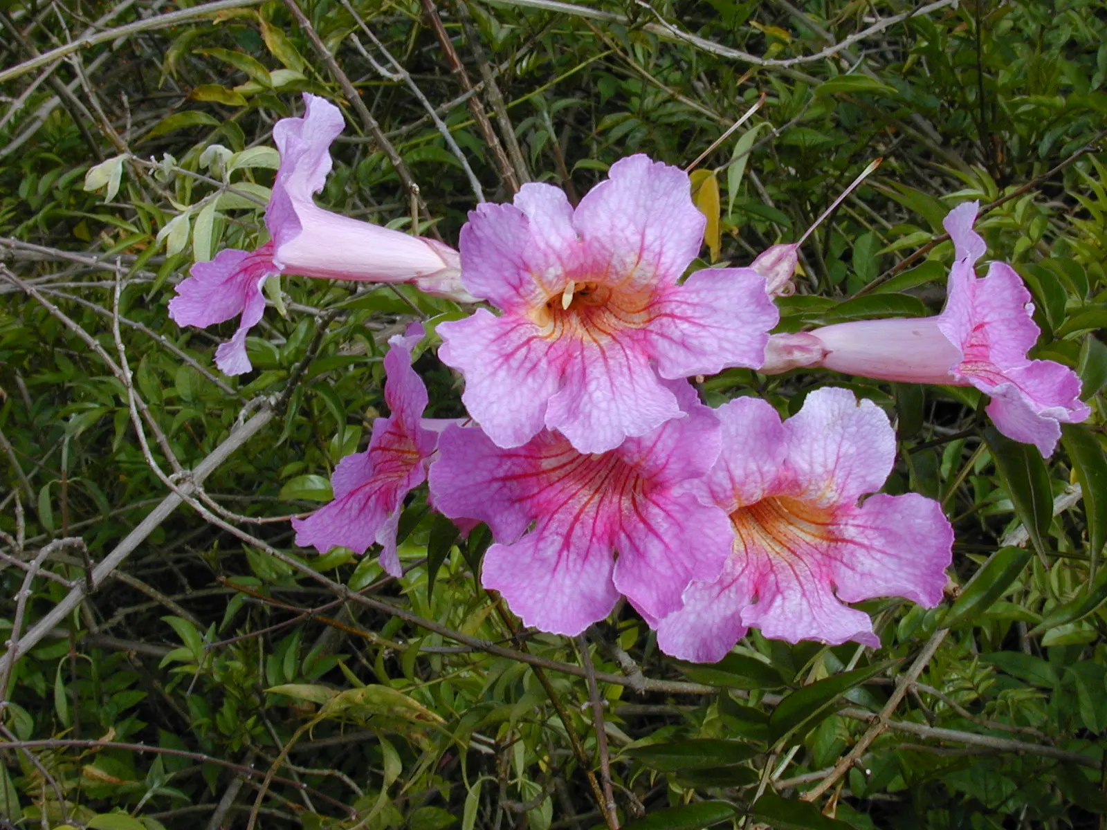 Pink Trumpet Vine (Podranea Ricasoliana) — the Pink Trumpet Vine requires a location that provides full sun exposure for at least 6 to 8 hours per, image 76