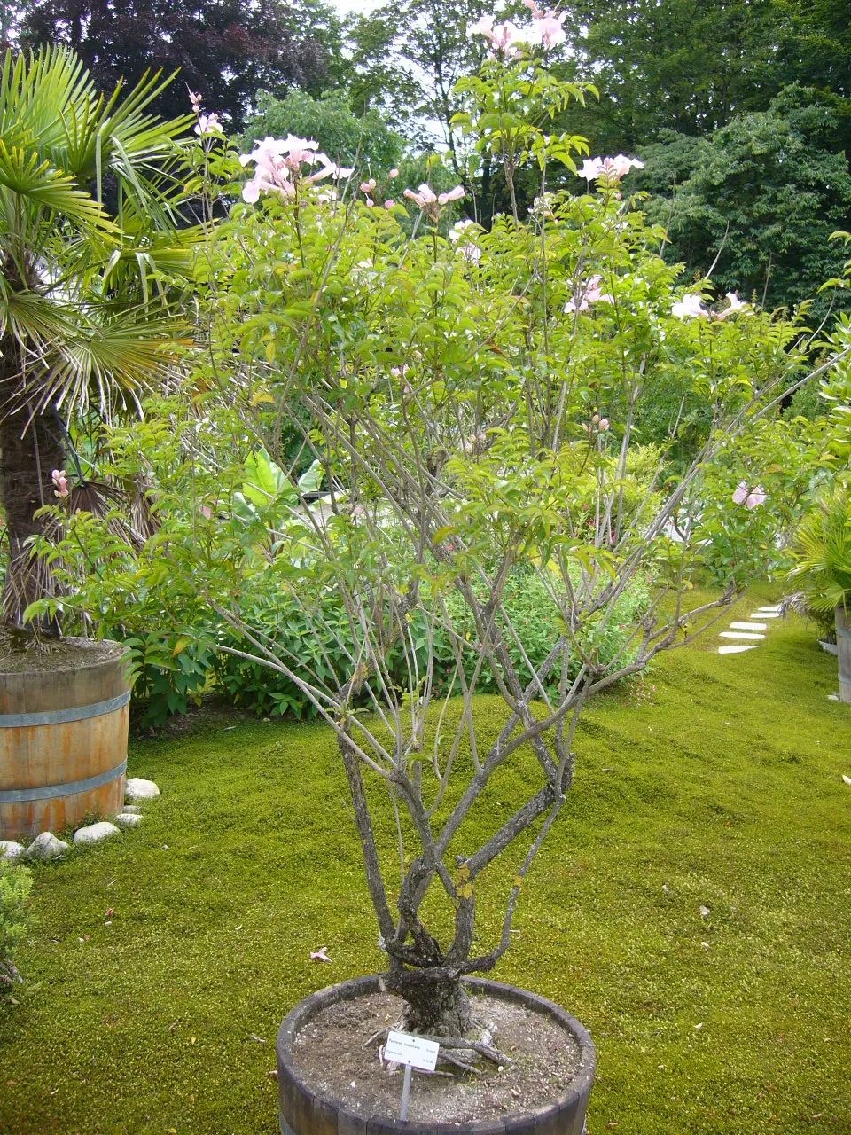 Pink Trumpet Vine (Podranea Ricasoliana) — It boasts glossy green leaves and profuse, trumpet-shaped, pink flowers that flourish in clusters; as, image 63