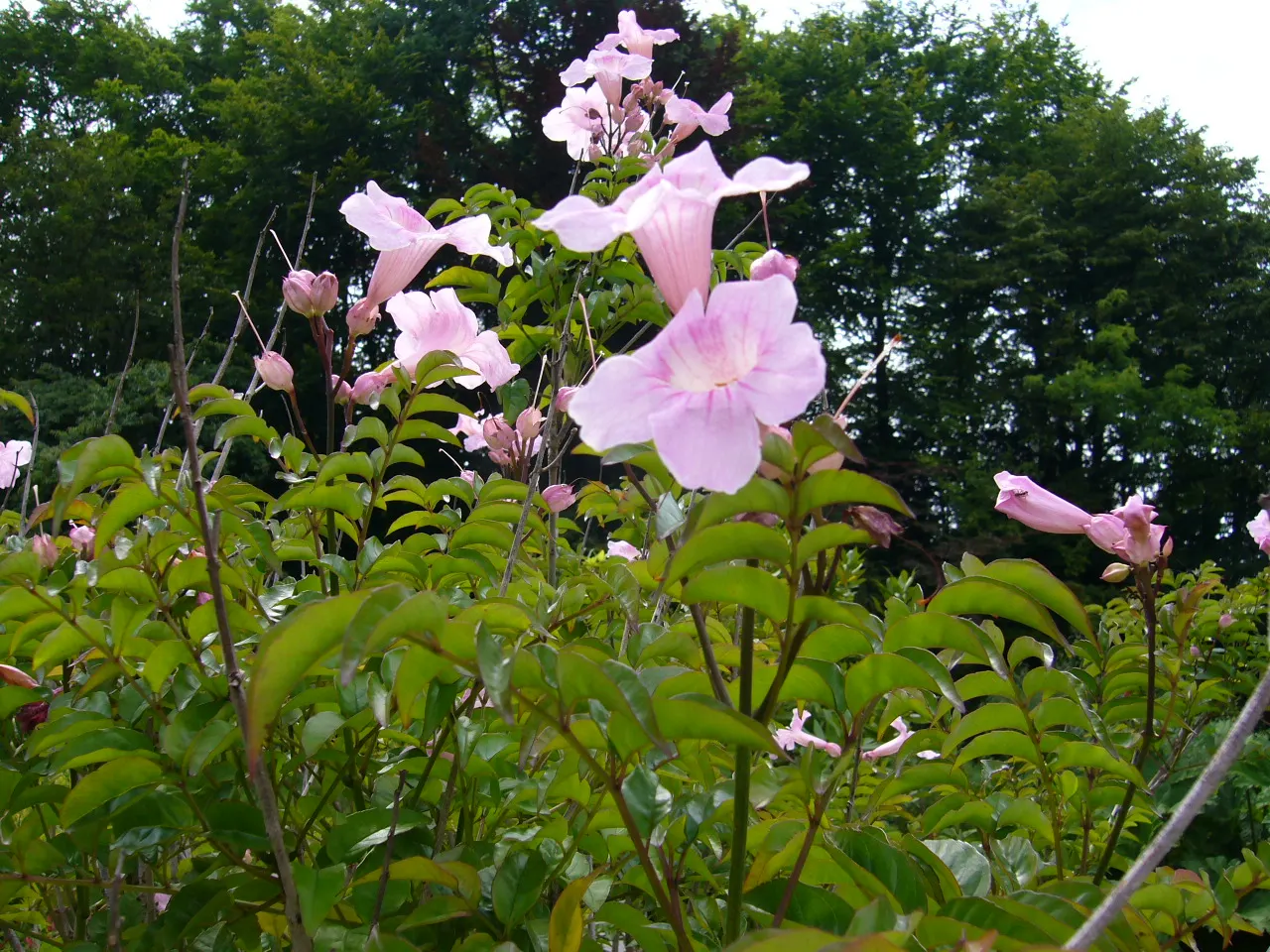 Pink Trumpet Vine (Podranea Ricasoliana) — or as a backdrop to a mixed perennial border; vine with pink blooms
