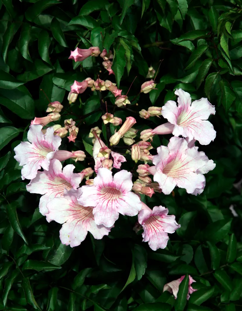 Pink Trumpet Vine (Podranea Ricasoliana) — as long as they are not waterlogged; it boasts glossy green leaves and profuse, trumpet-shaped, pink, image 78