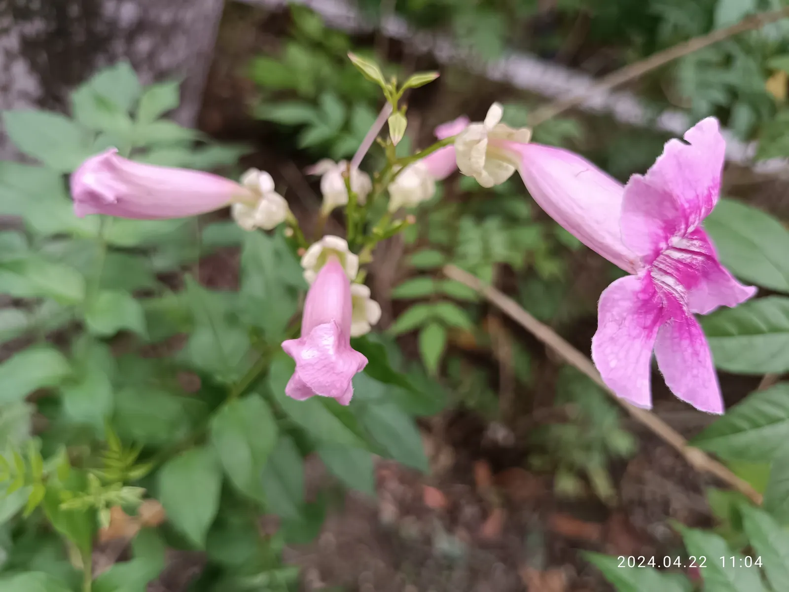 Pink Trumpet Vine (Podranea Ricasoliana) — promoting denser foliage and blooms ideally suited for trellises and fences; this perennial plant is a, image 66