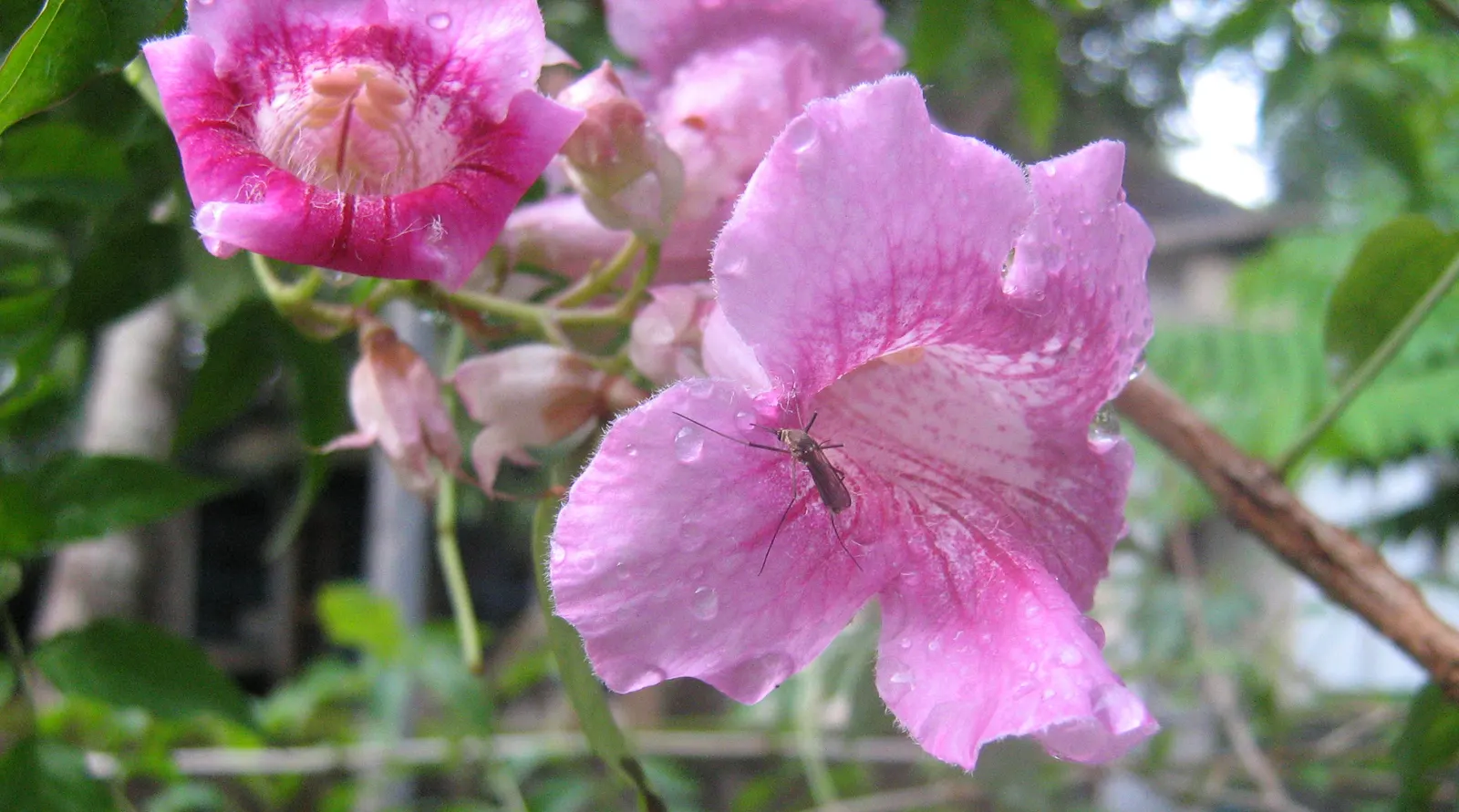 Pink Trumpet Vine (Podranea Ricasoliana) — The Pink Trumpet Vine requires some form of support structure such as trellises