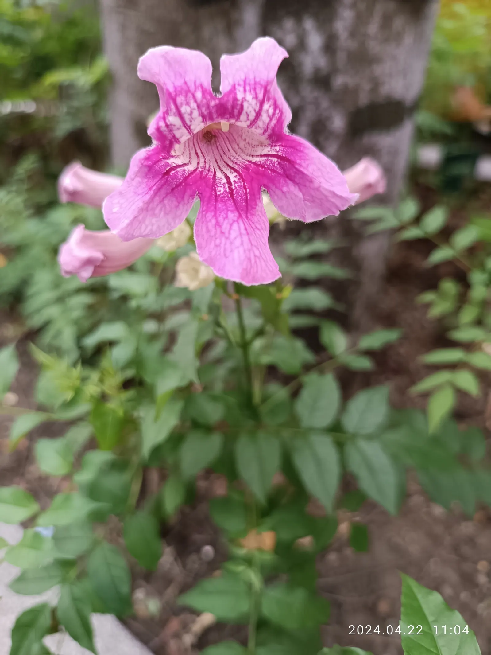 Pink Trumpet Vine (Podranea Ricasoliana) — Moderate watering is necessary, making it a relatively low-maintenance choice once established, image 79