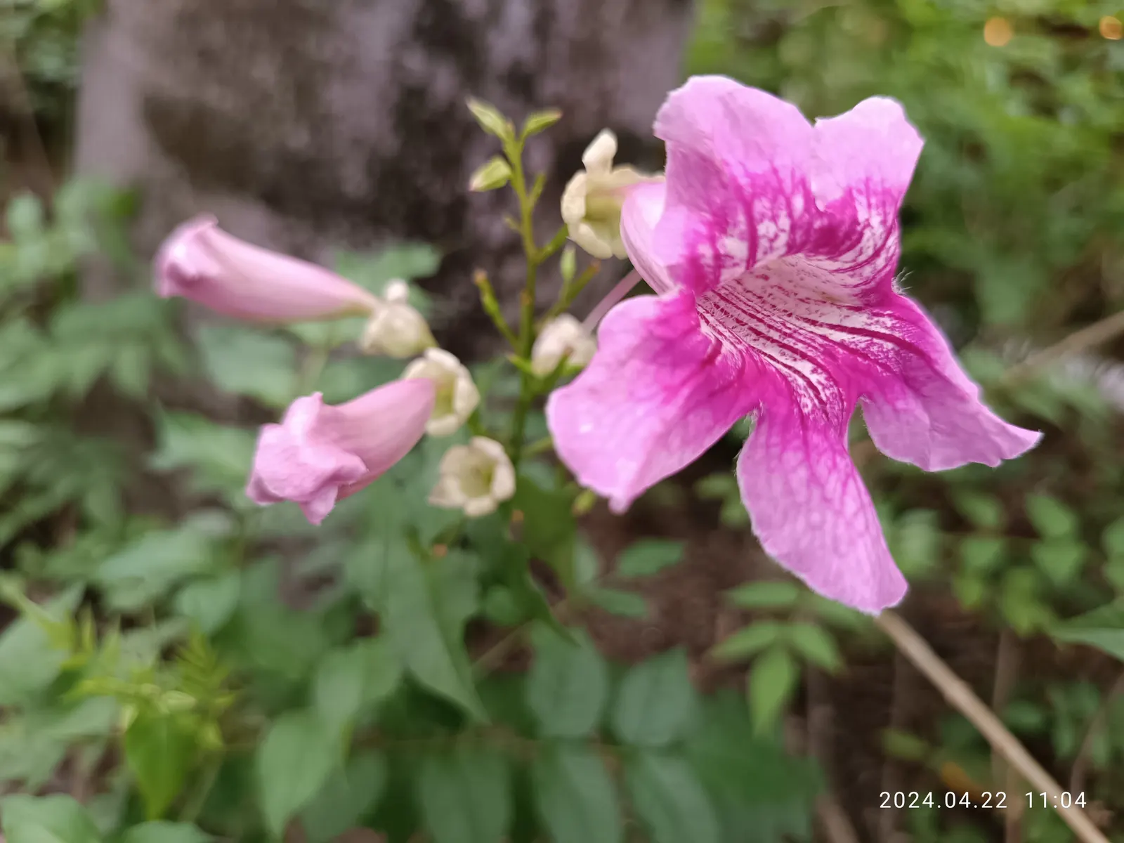Pink Trumpet Vine (Podranea Ricasoliana) — adding a lively presence to the garden.<br><br>For optimum growth; boasting a delicate pink hue with, image 75