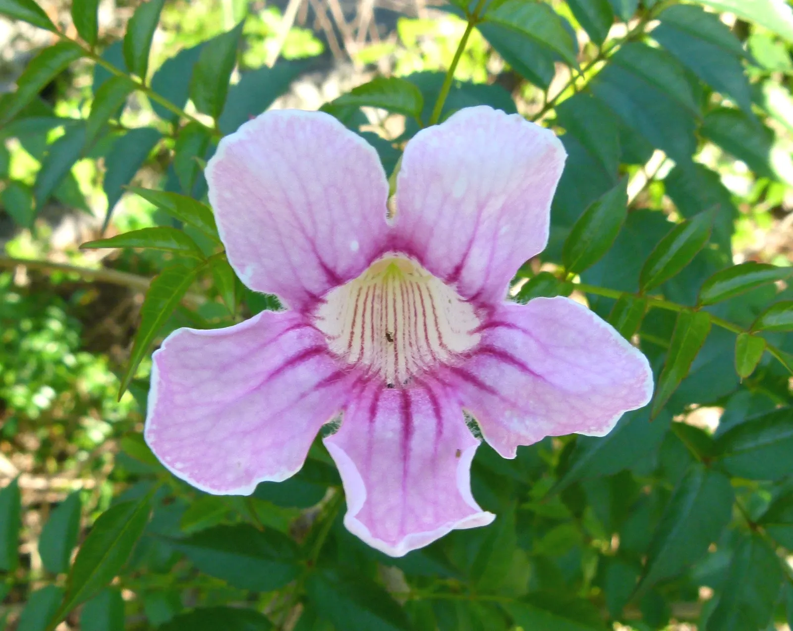 Pink Trumpet Vine (Podranea Ricasoliana) — is a fast-growing perennial climber with woody stems reaching up to 30 feet; trumpet-shaped blossoms, image 62