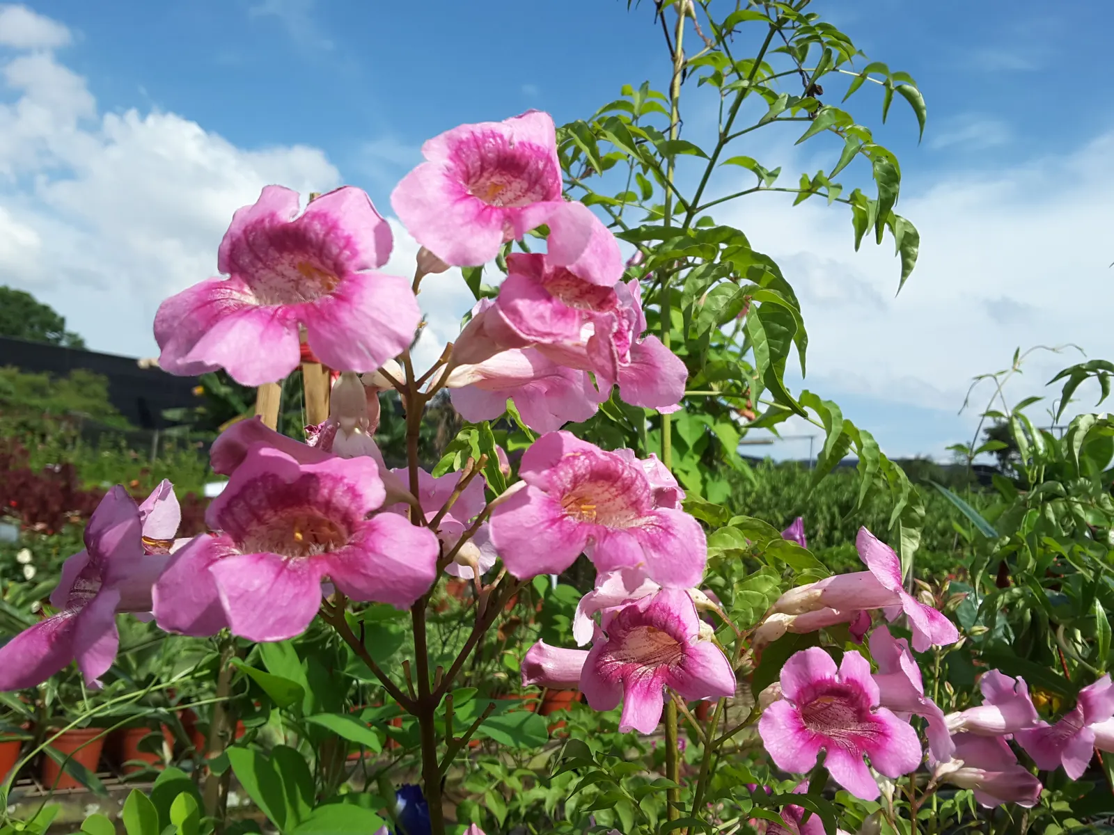 Pink Trumpet Vine (Podranea Ricasoliana) — trumpet-shaped blossoms command attention from late summer to fall