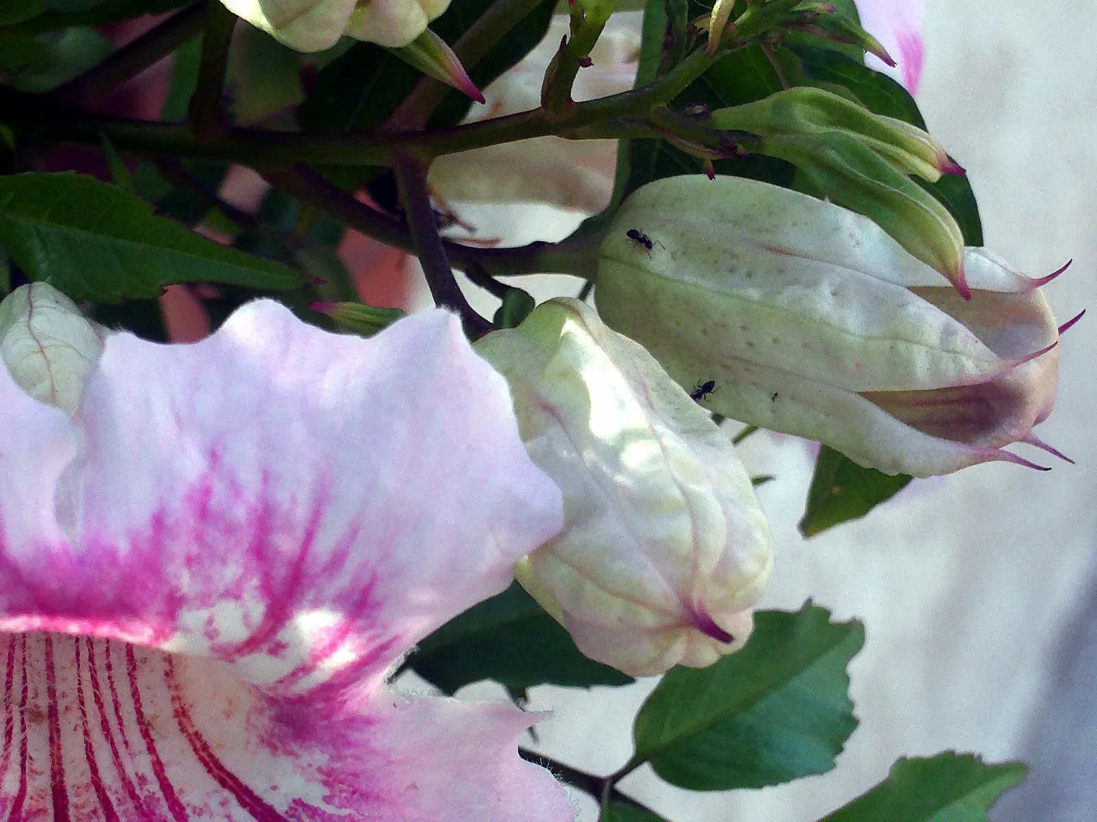 Pink Trumpet Vine (Podranea Ricasoliana) — trumpet-shaped blossoms command attention from late summer to fall; its nectar-rich blossoms attract pollinators