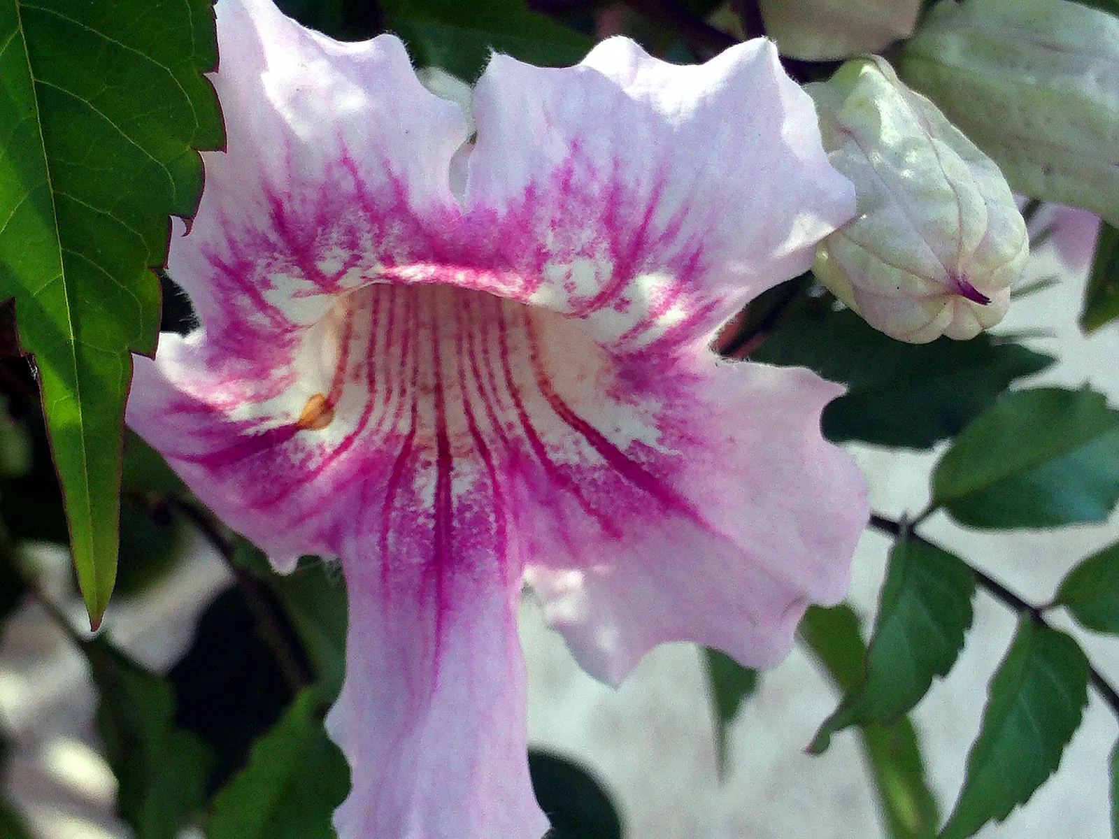 Pink Trumpet Vine (Podranea Ricasoliana) — scientifically known as Podranea ricasoliana