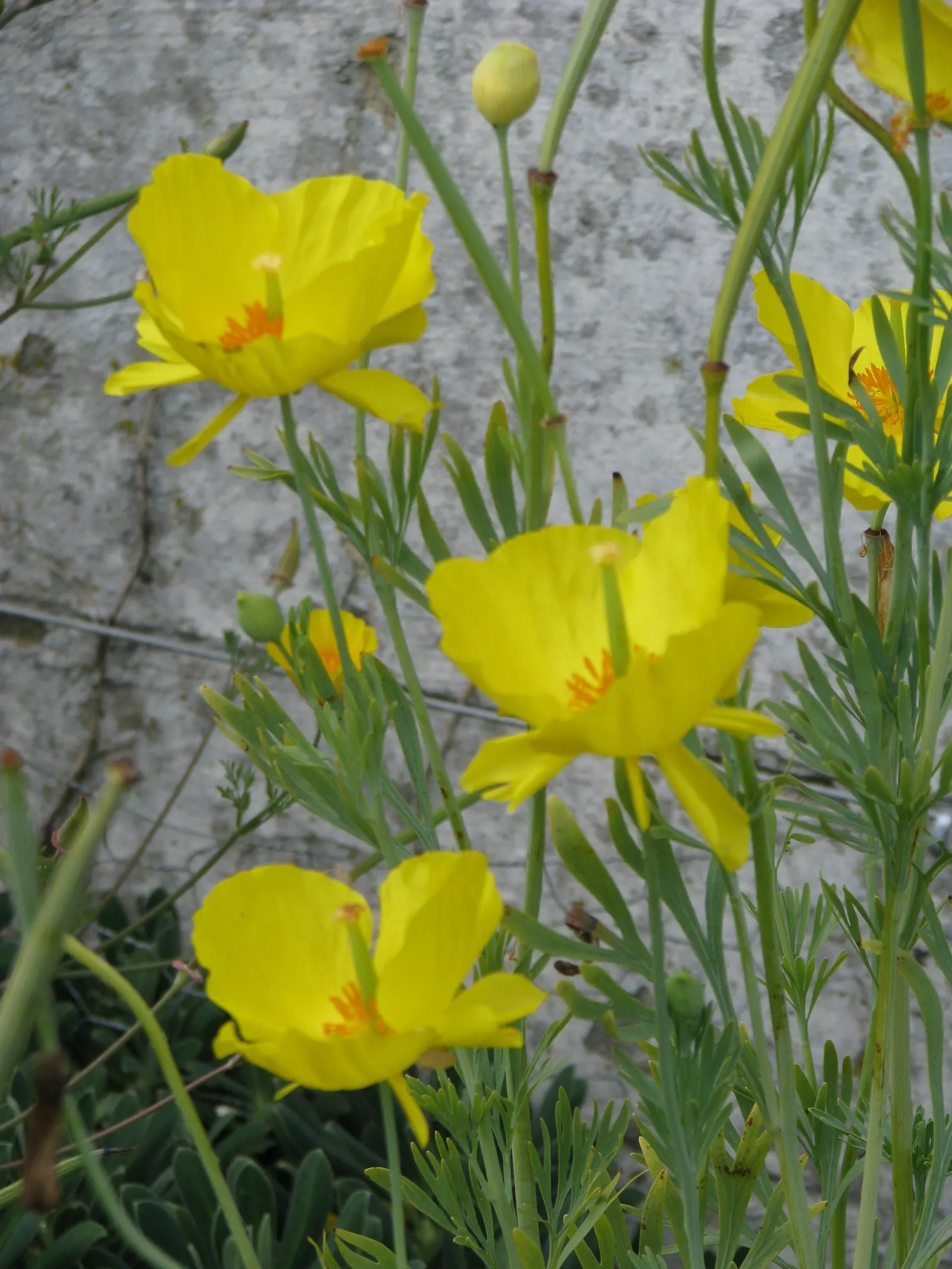 Mexican Tulip Poppy (Hunnemannia Fumariifolia) — perennial with gold and orange blooms