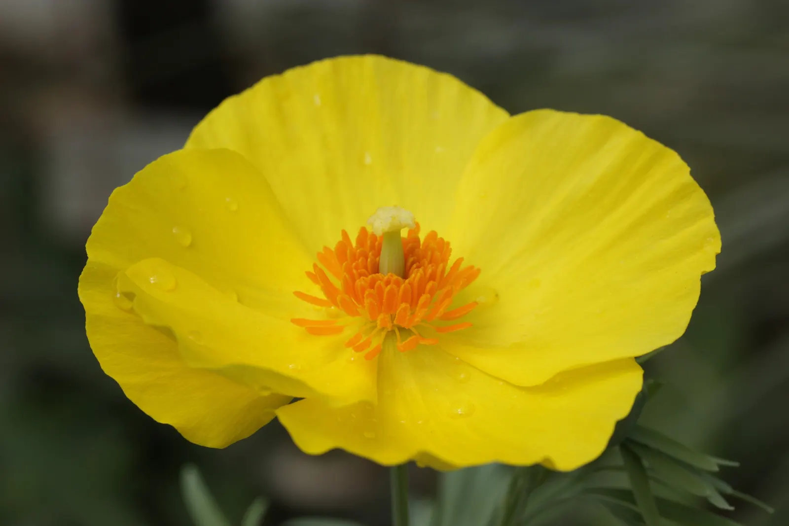 Mexican Tulip Poppy (Hunnemannia Fumariifolia) — scientifically known as Hunnemannia fumariifolia