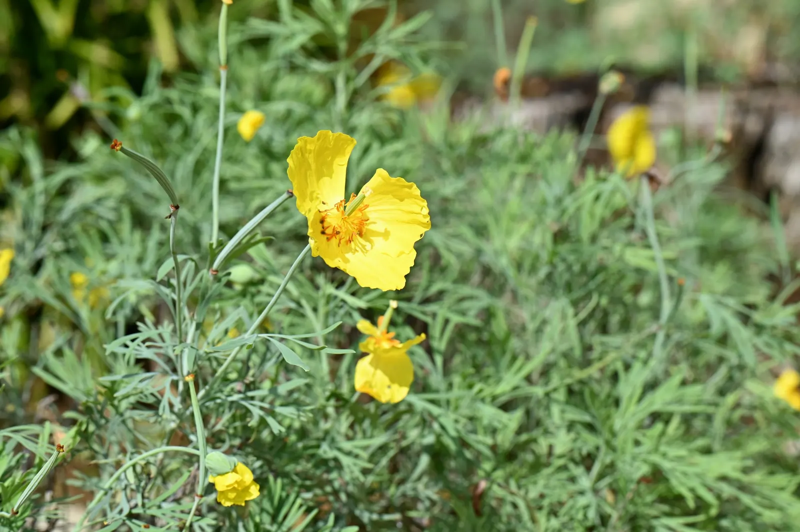 Mexican Tulip Poppy (Hunnemannia Fumariifolia) — with each flower spanning roughly 2 to 3 inches in diameter