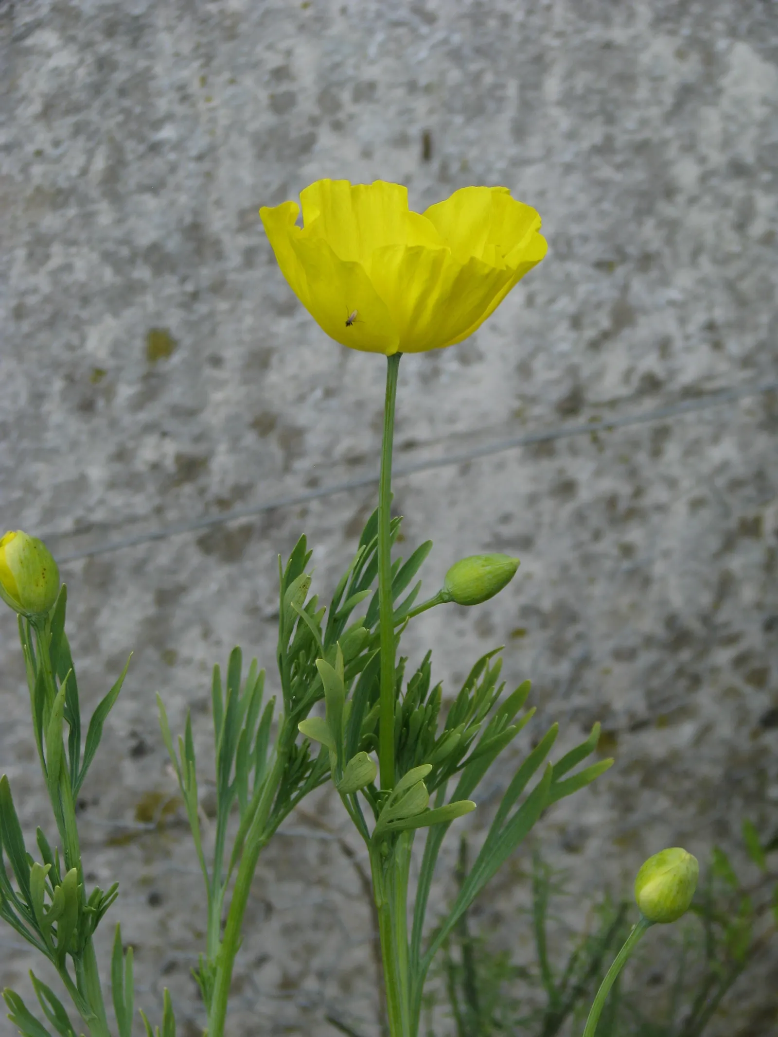Mexican Tulip Poppy (Hunnemannia Fumariifolia) — presenting a bushy habit with fine; reaching up to 2-3 feet tall and 1-1.5 feet wide