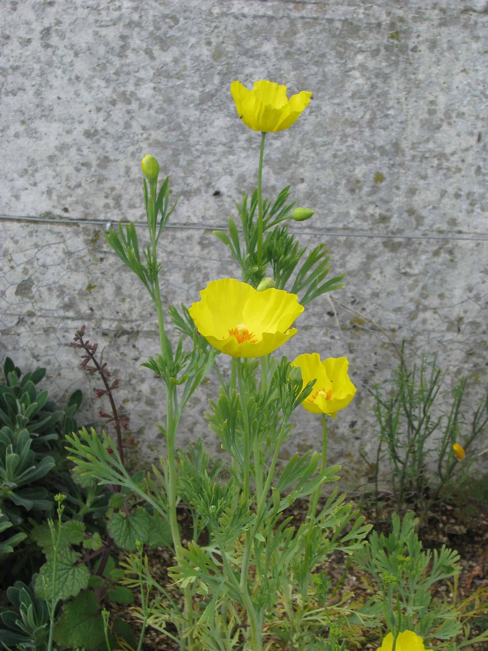Mexican Tulip Poppy (Hunnemannia Fumariifolia) — dissected foliage that elegantly contrasts its cup-shaped