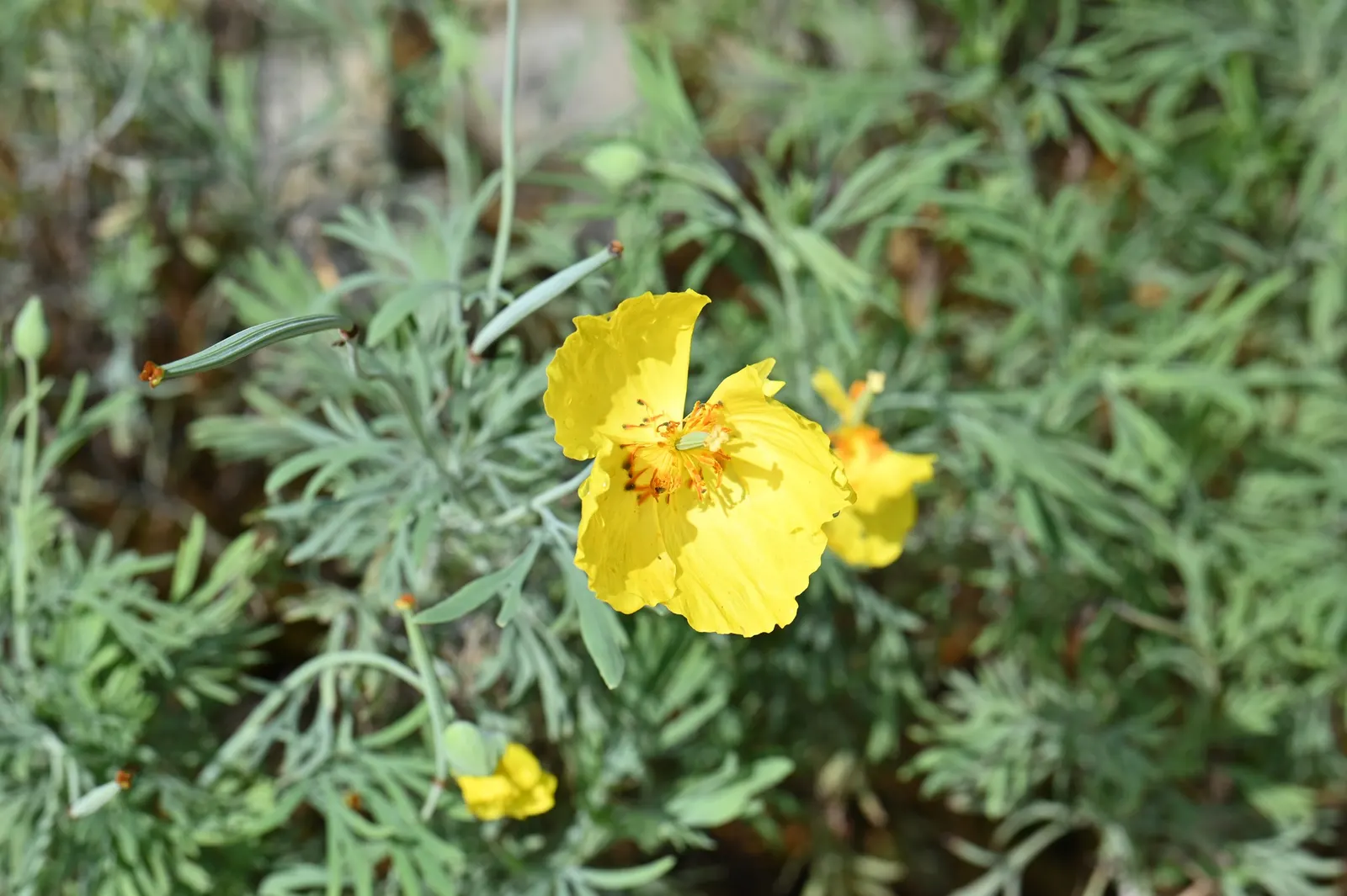Mexican Tulip Poppy (Hunnemannia Fumariifolia) — Ideal for adding a splash of color to borders or as a standout in wildflower gardens