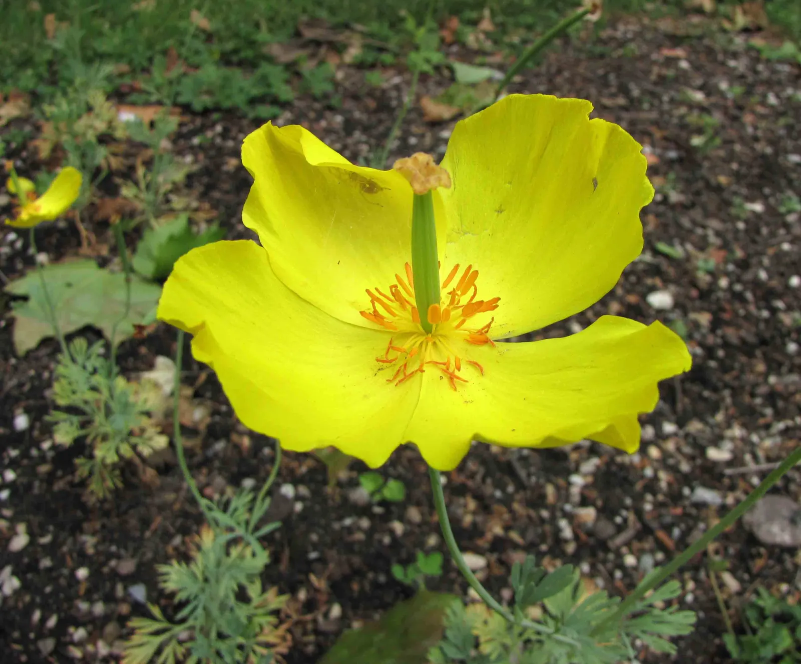 Mexican Tulip Poppy (Hunnemannia Fumariifolia) — This plant typically reaches heights of about 2 to 3 feet and spreads approximately 1 to 1.5 feet