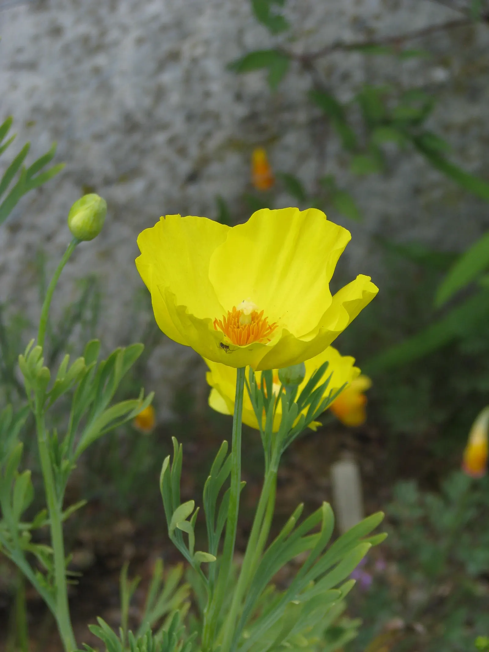 Mexican Tulip Poppy (Hunnemannia Fumariifolia) — gold and orange flowers in the garden