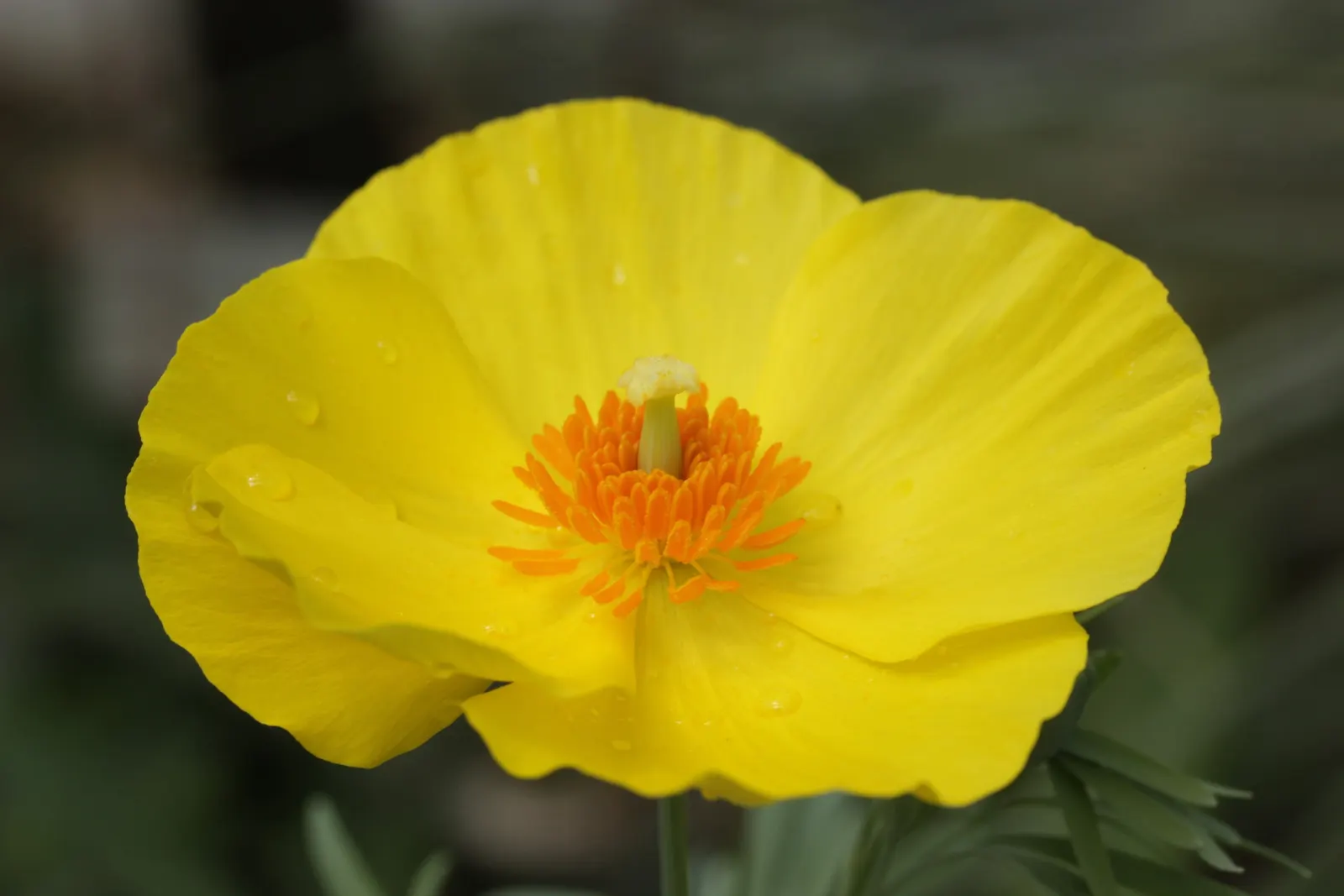 Mexican Tulip Poppy (Hunnemannia Fumariifolia) — it adds a touch of sunny brilliance to any garden setting; dissected foliage that elegantly contrasts its